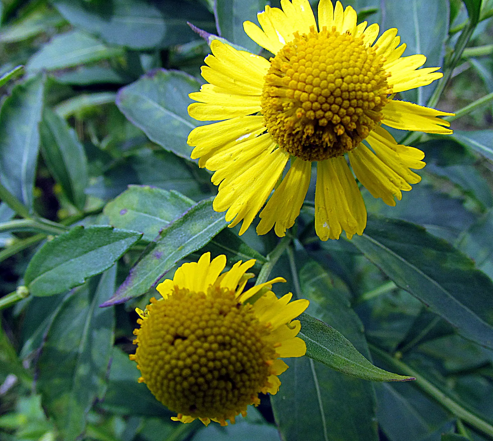 Sneezeweed (Helenium Autumnale) — perennial with yellow blooms