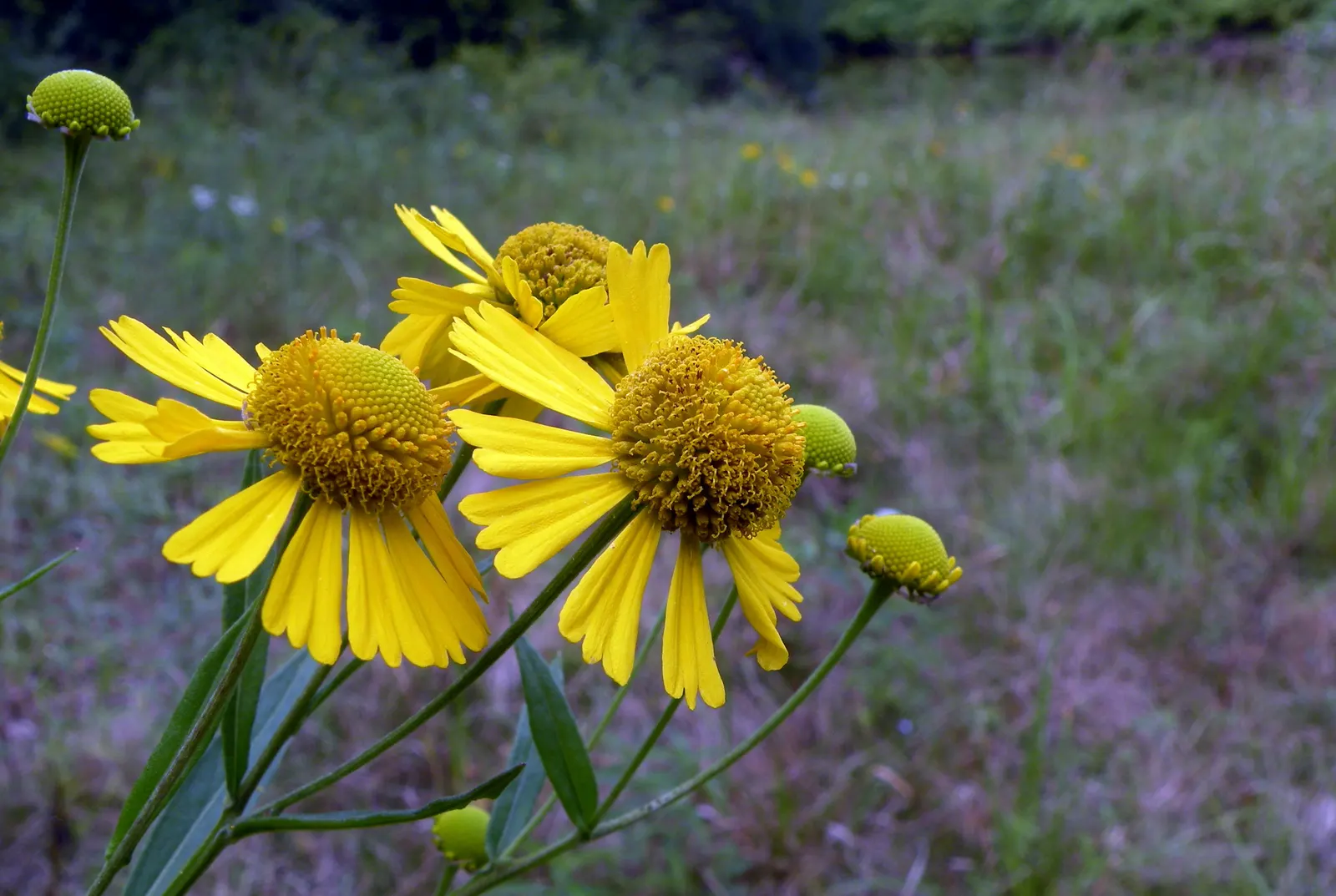 Sneezeweed (Helenium Autumnale) — spanning about 1 to 2 inches across