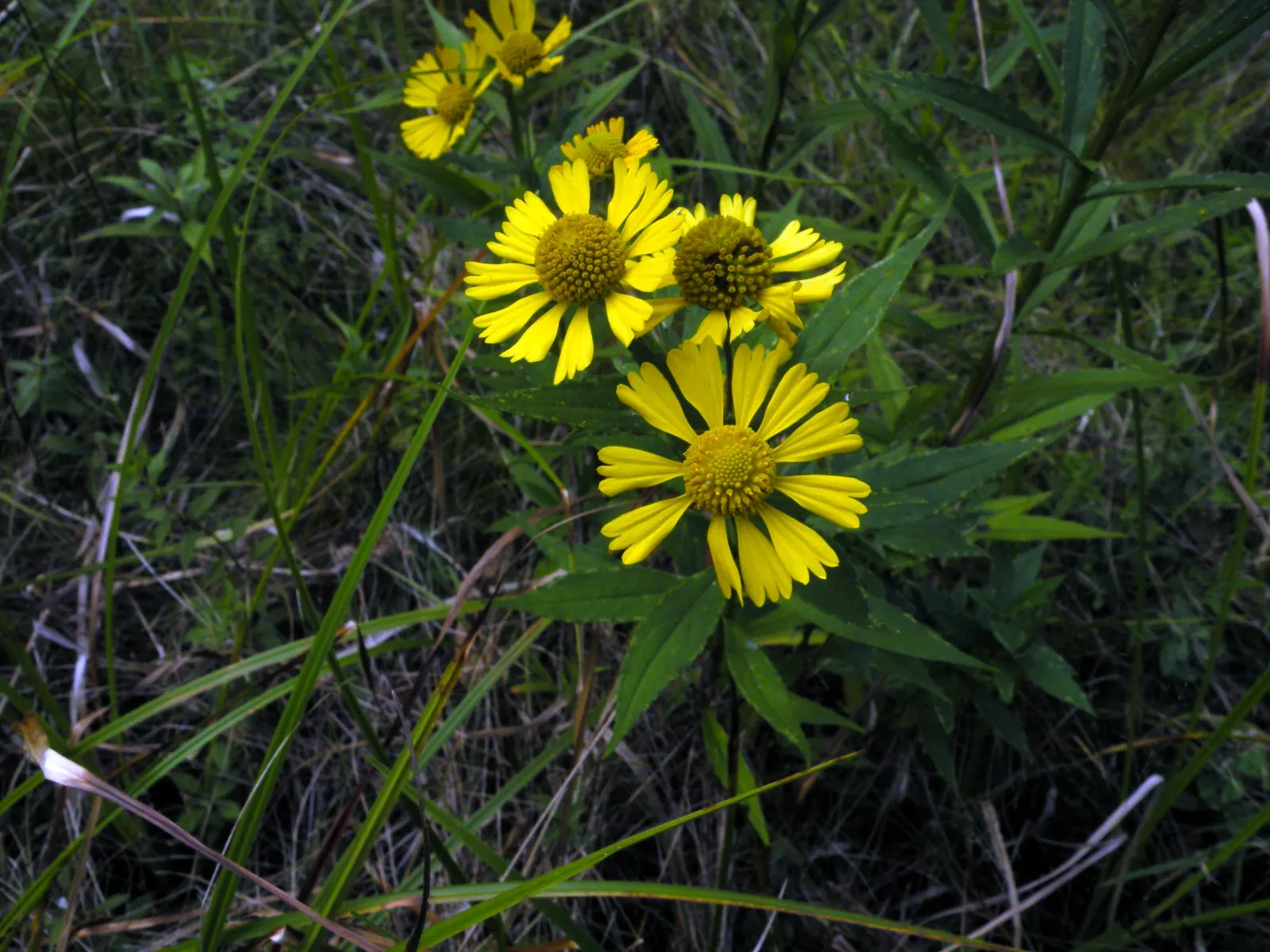 Sneezeweed (Helenium Autumnale) — It thrives in USDA hardiness zones 3 through 8 and requires moderate watering