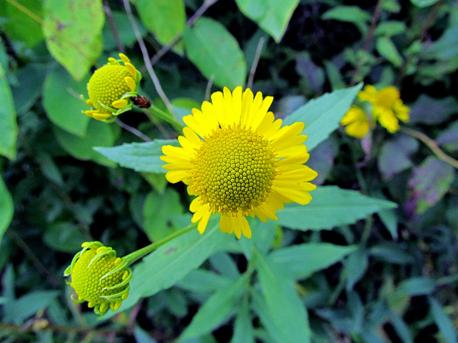 Sneezeweed (Helenium Autumnale) — Its late summer to fall flowers attract pollinators