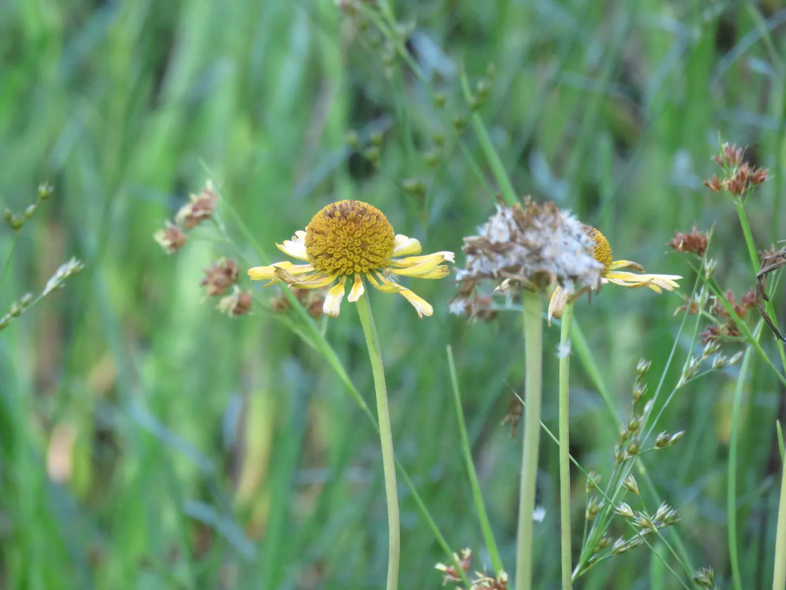 Sneezeweed (Helenium Autumnale) — This North American native typically grows between 2 to 5 feet tall and can spread to a width of 1 to 2 feet; the, image 124
