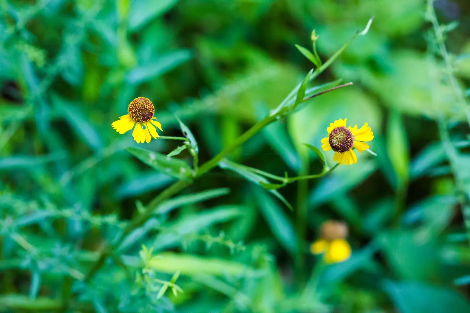 Sneezeweed (Helenium Autumnale) — The florets come in warm shades of yellow; flourishing in USDA zones 3-8, it requires moist, well-drained soil, image 83