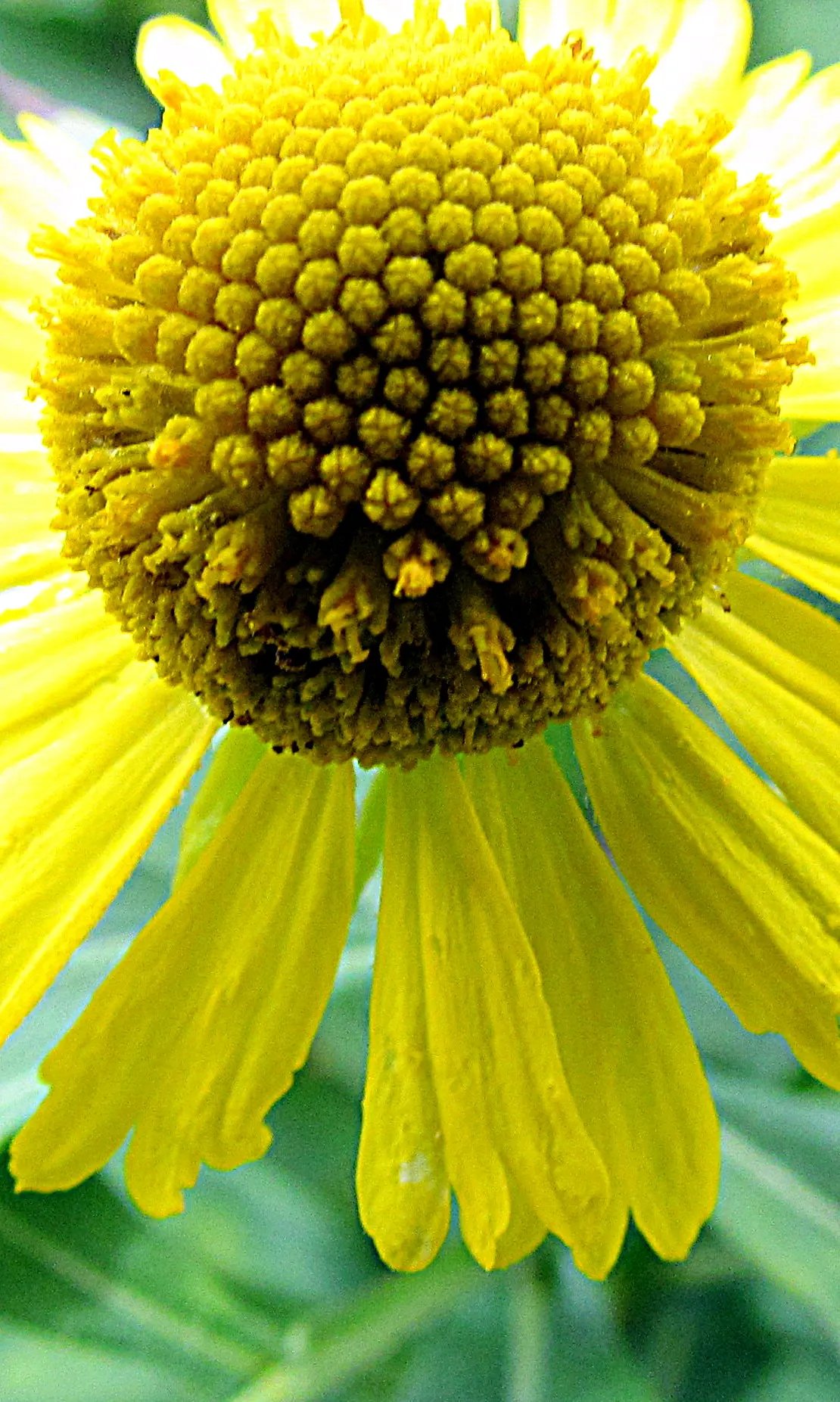 Sneezeweed (Helenium Autumnale) — It thrives in USDA hardiness zones 3 through 8 and requires moderate watering; is a crucial perennial that brings a burst of
