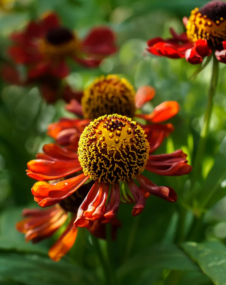 Sneezeweed (Helenium Autumnale) — plant Sneezewood in full sun areas with well-draining soil; sneezewood, Helenium autumnale, captivates with, image 132