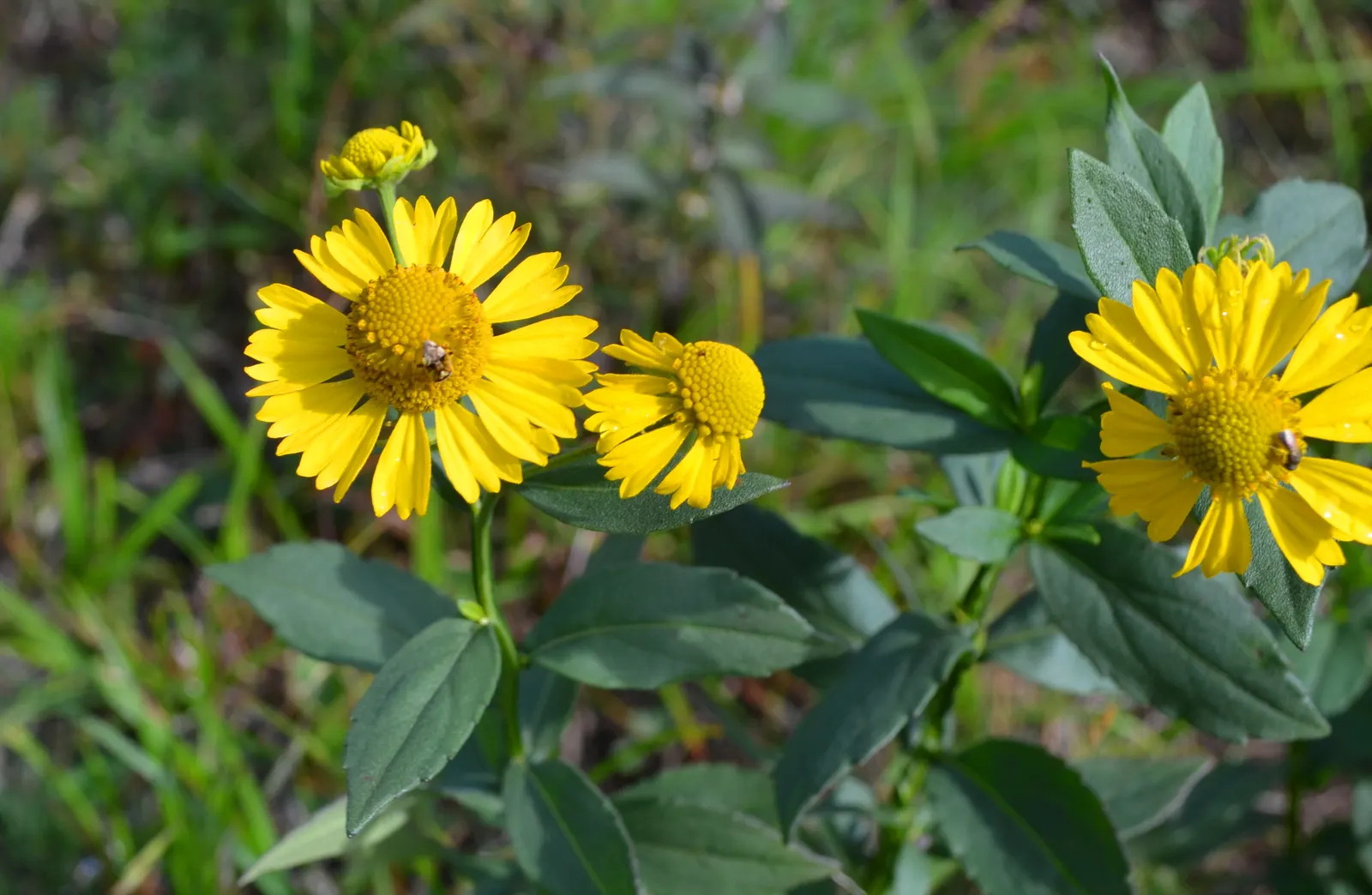 Sneezeweed (Helenium Autumnale) — spanning about 1 to 2 inches across; with lance-shaped leaves measuring approximately 3 to 6 inches long, image 61