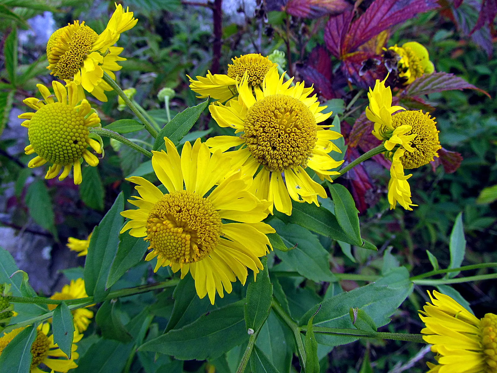 Sneezeweed (Helenium Autumnale) — Helenium's daisy-like blooms are distinguished by their prominent, image 35