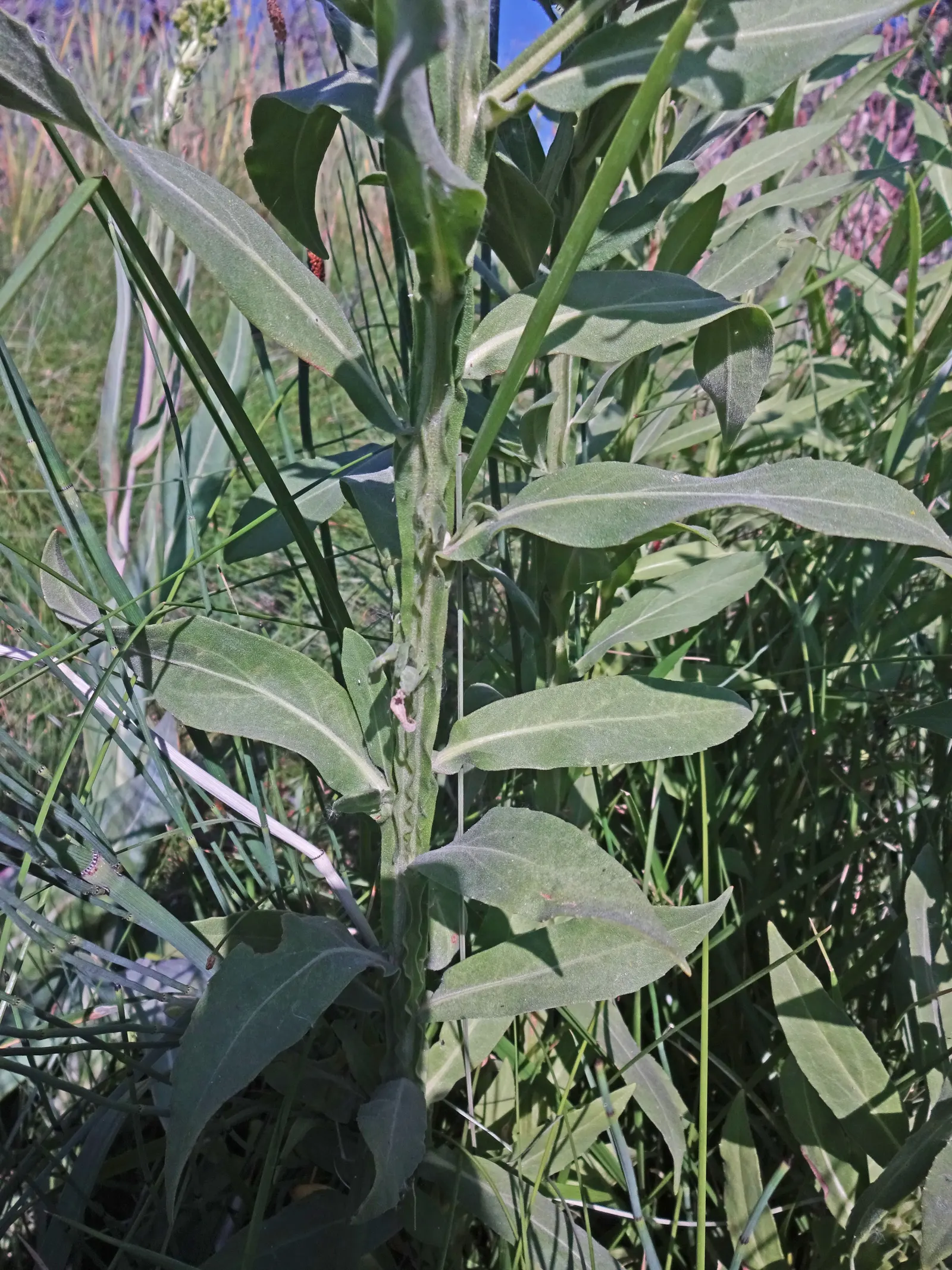 Sneezeweed (Helenium Autumnale) — It thrives in USDA hardiness zones 3 through 8 and requires moderate watering; is a crucial perennial that brings, image 64