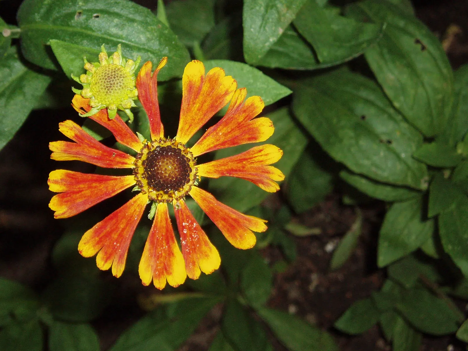 Sneezeweed (Helenium Autumnale) — It thrives in USDA hardiness zones 3 through 8 and requires moderate watering; is a crucial perennial that brings, image 110