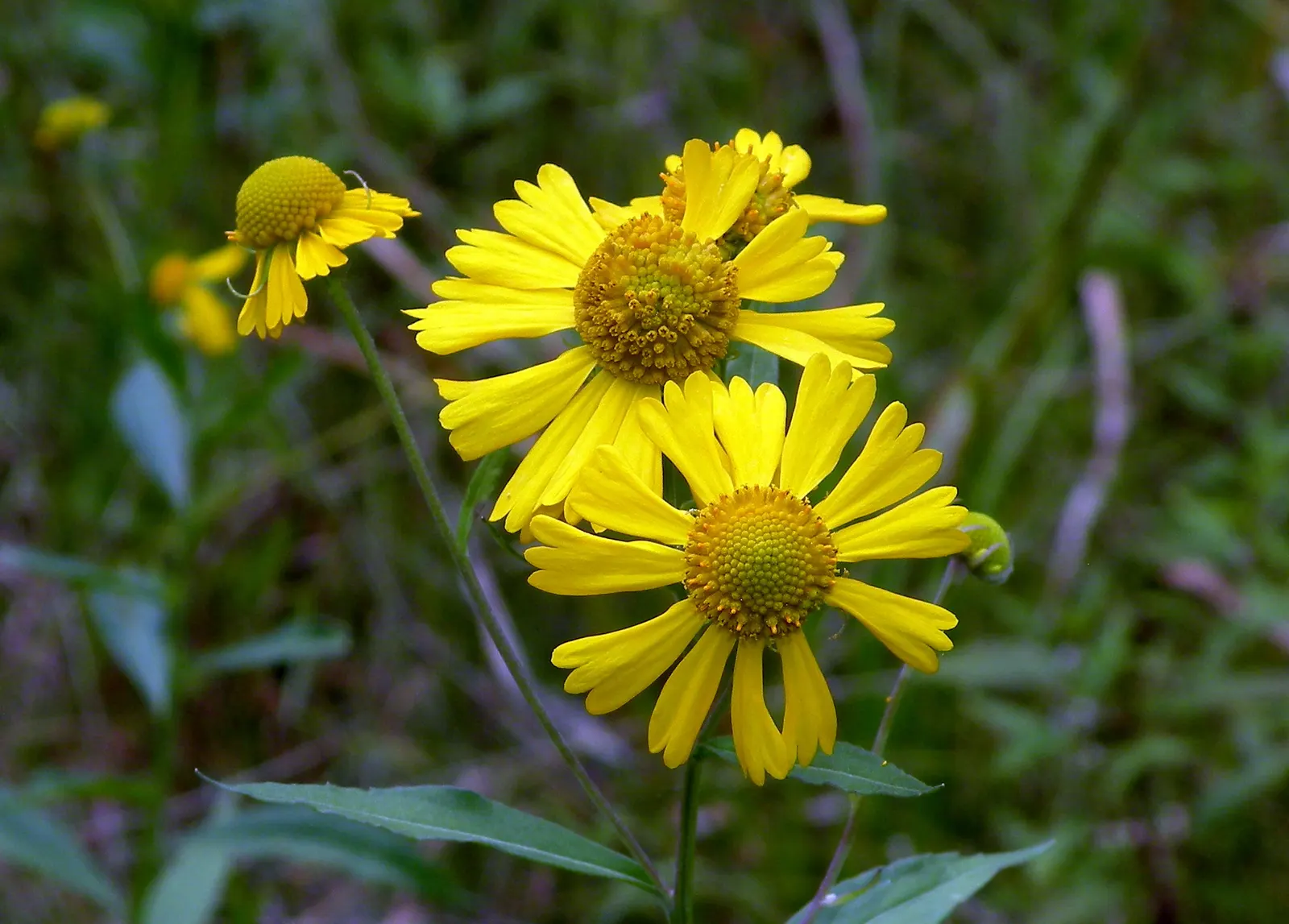 Sneezeweed (Helenium Autumnale) — with lance-shaped leaves measuring approximately 3 to 6 inches long; yellow flowers in the garden