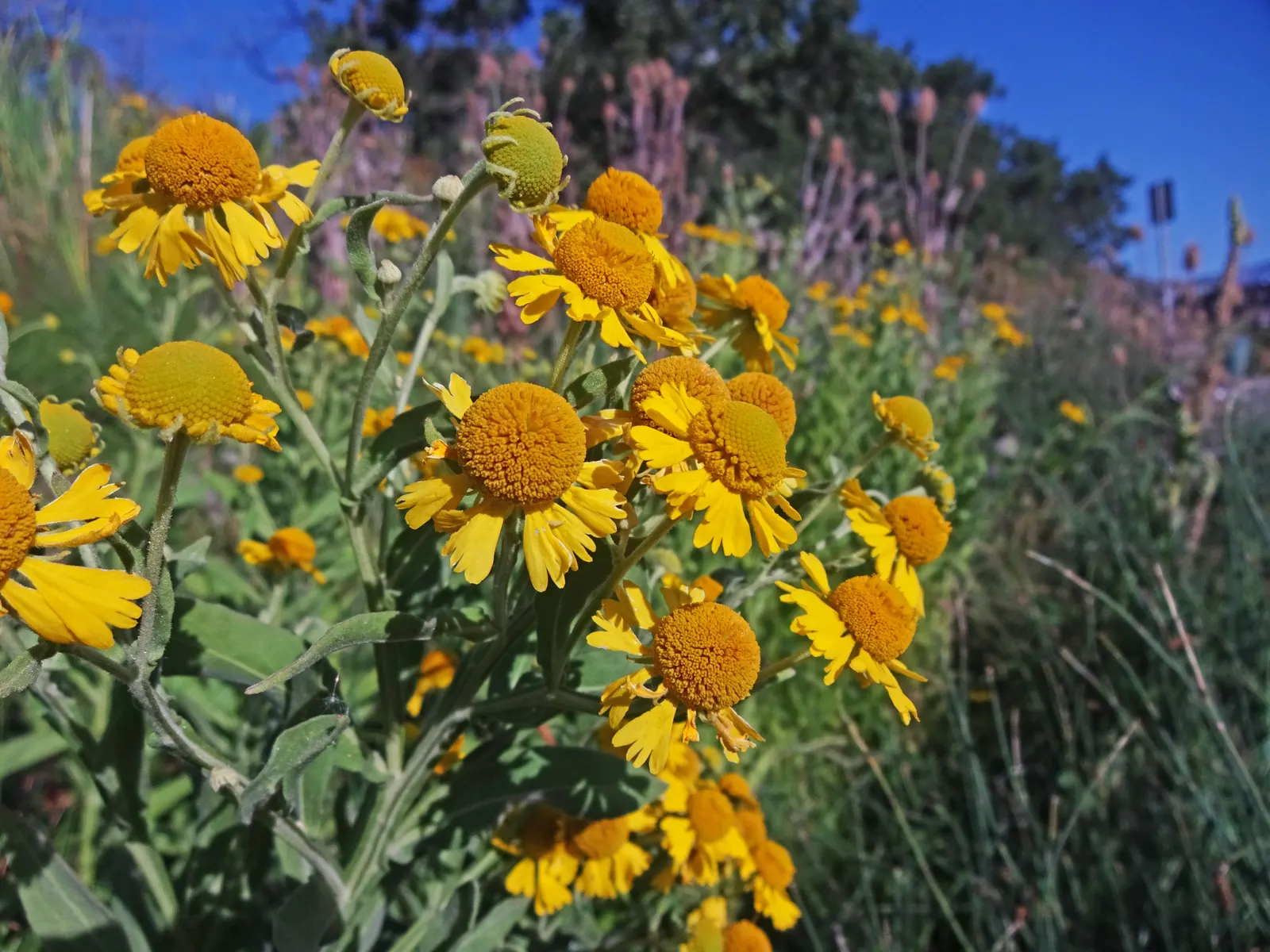 Sneezeweed (Helenium Autumnale) — Flourishing in USDA zones 3-8, it requires moist, well-drained soil; it thrives in USDA hardiness zones 3 through, image 95