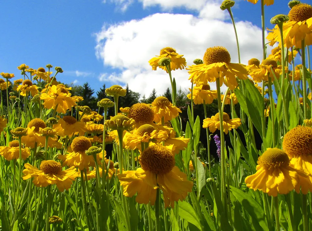 Sneezeweed (Helenium Autumnale) — Ideal for borders and naturalistic plantings; creating a fiery display from late summer into fall.<br><br>For, image 144