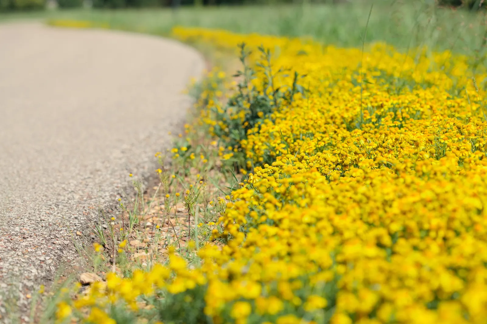 Sneezeweed (Helenium Autumnale) — The foliage provides a dark green backdrop throughout the season, complementing the showy flowers; adding dynamic, image 126