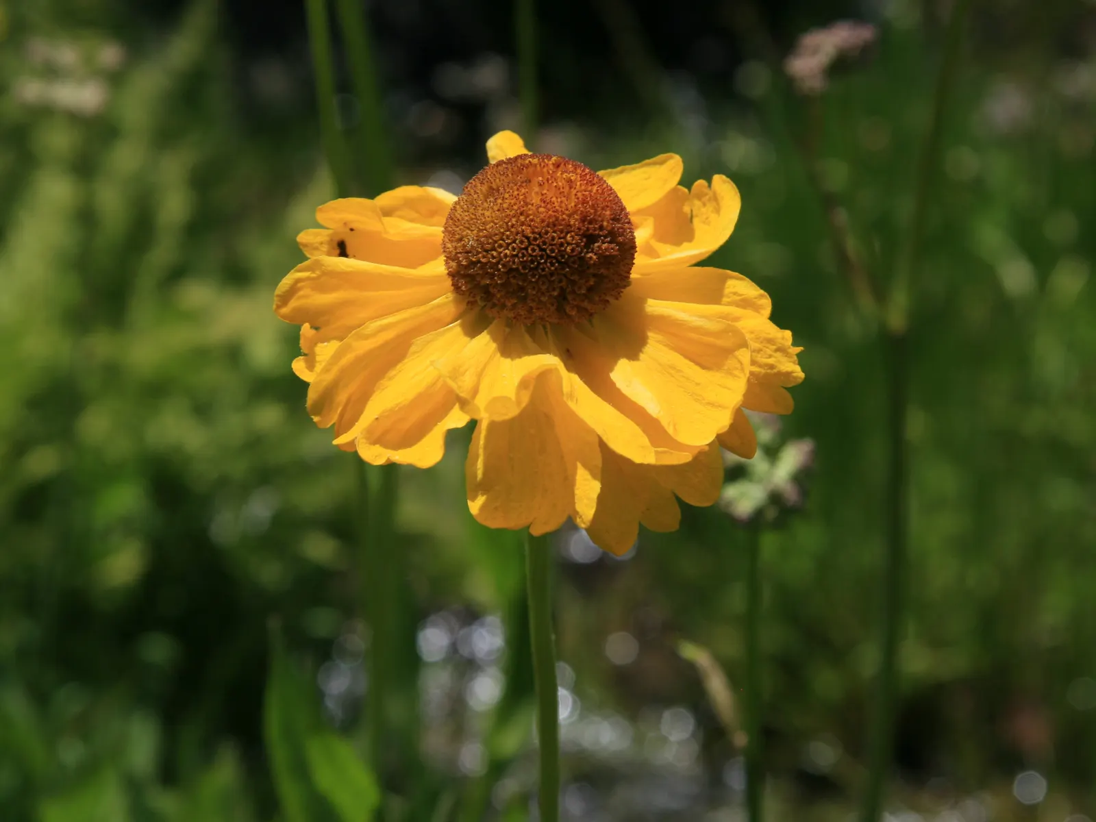 Sneezeweed (Helenium Autumnale) — perennial with yellow blooms; dome-shaped central disks surrounded by fringed petals, image 91