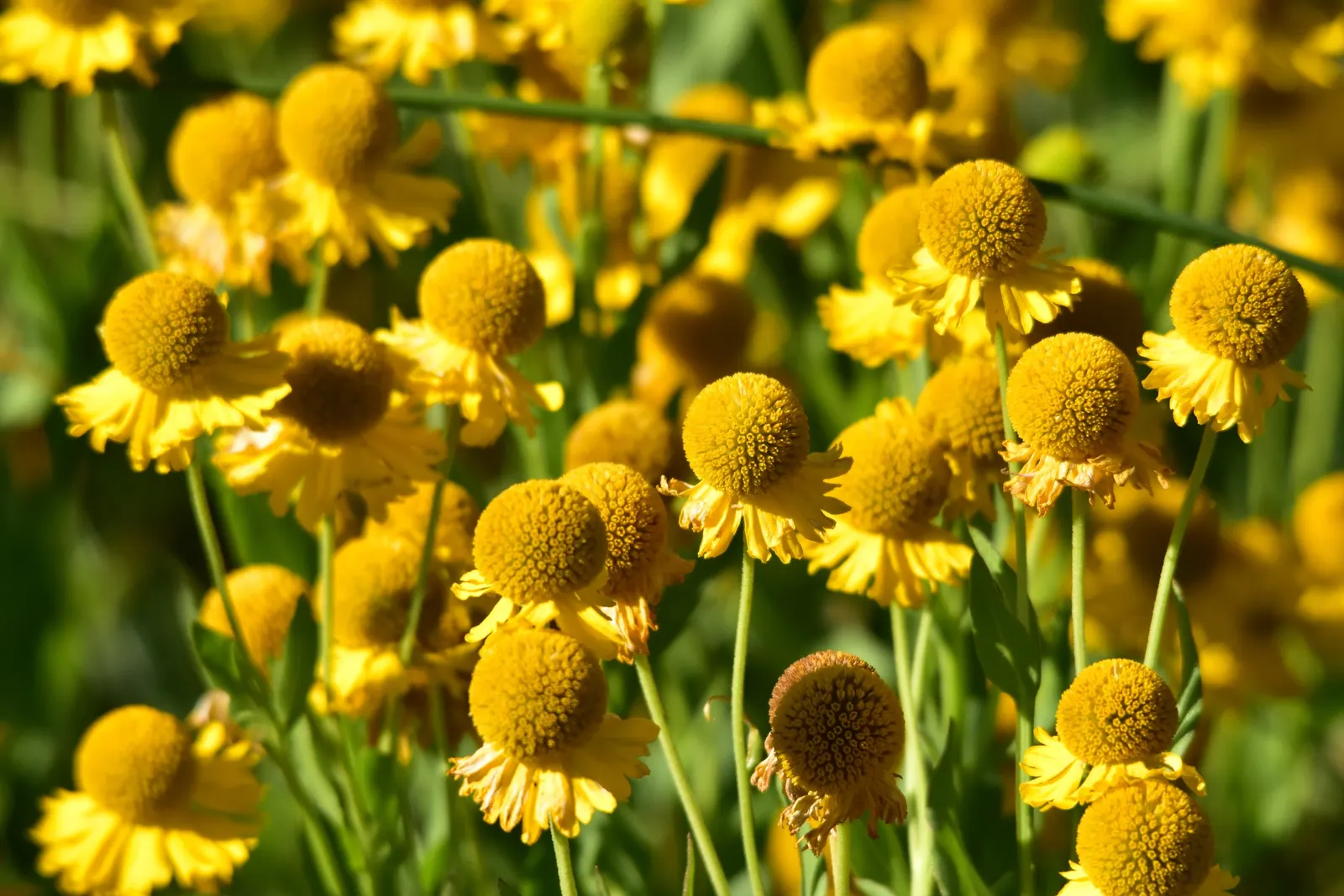 Sneezeweed (Helenium Autumnale) — dome-shaped central disks surrounded by fringed petals; especially during dry spells, image 82