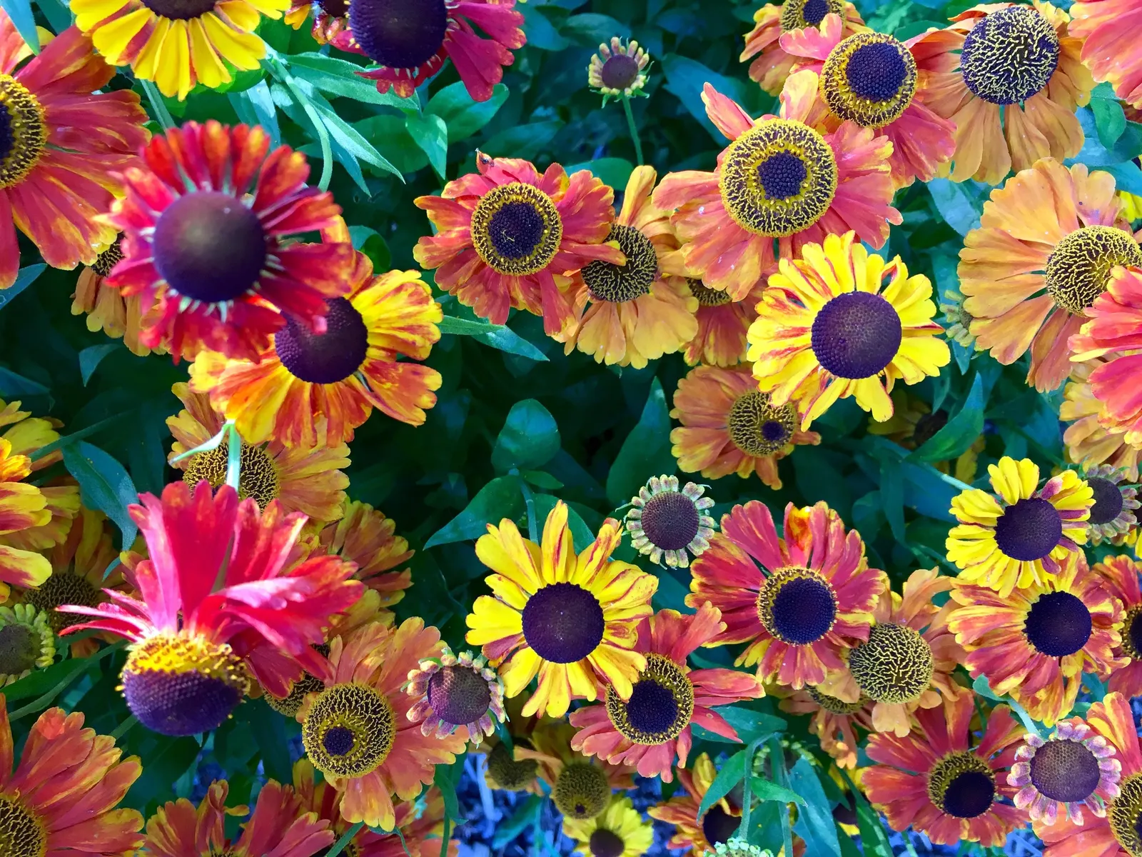Sneezeweed (Helenium Autumnale) — especially during dry spells; spanning about 1 to 2 inches across, image 88