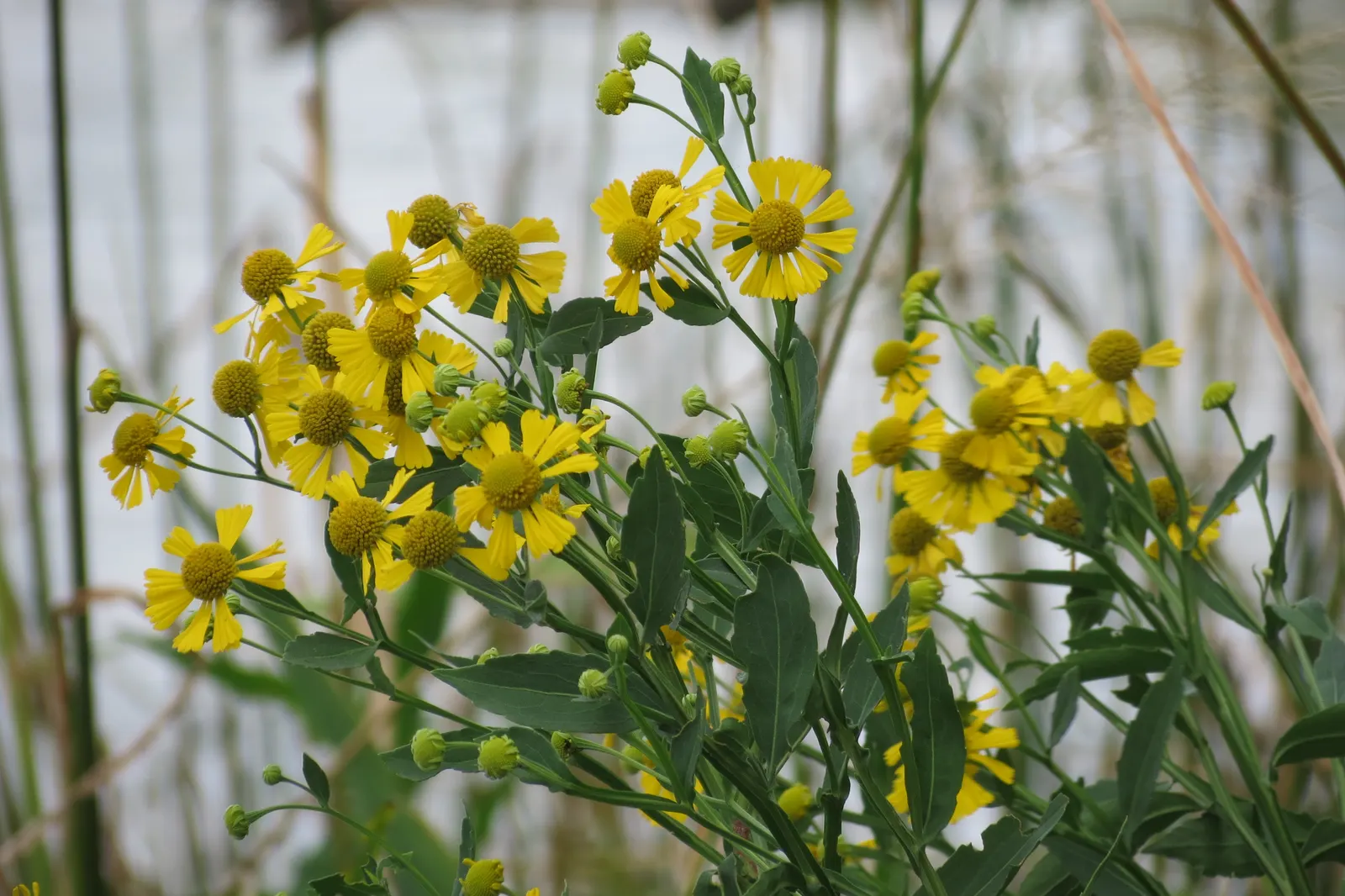 Sneezeweed (Helenium Autumnale) — especially during dry spells; spanning about 1 to 2 inches across, image 111