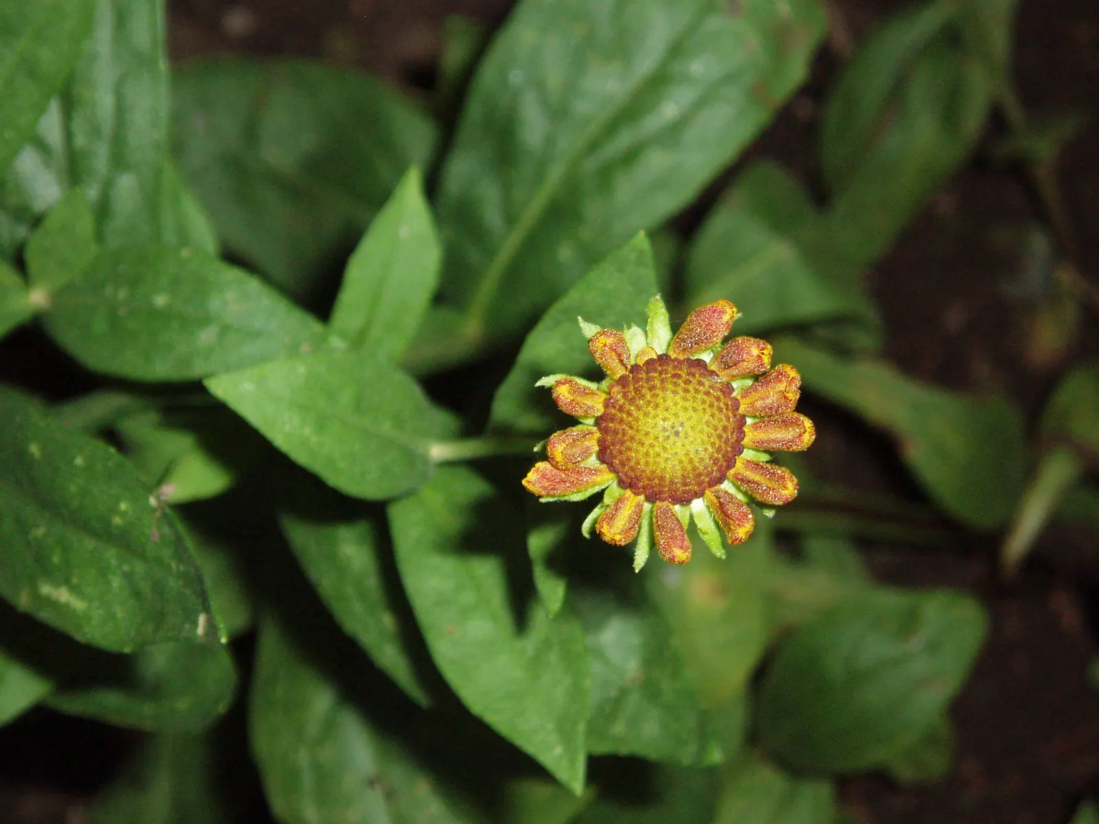 Sneezeweed (Helenium Autumnale) — dome-shaped central disks surrounded by fringed petals; especially during dry spells, image 105