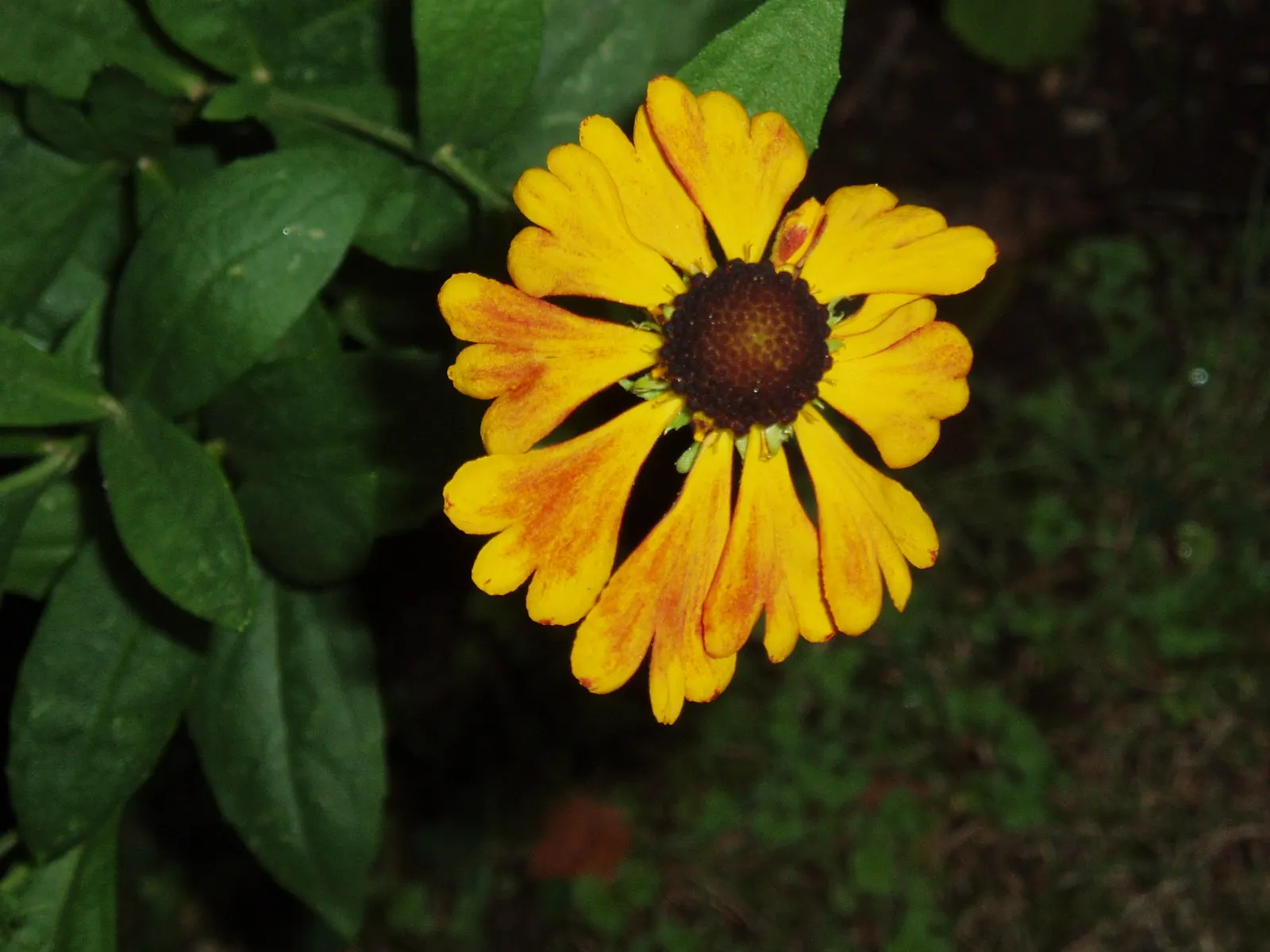 Sneezeweed (Helenium Autumnale) — It thrives in USDA hardiness zones 3 through 8 and requires moderate watering; is a crucial perennial that brings, image 133