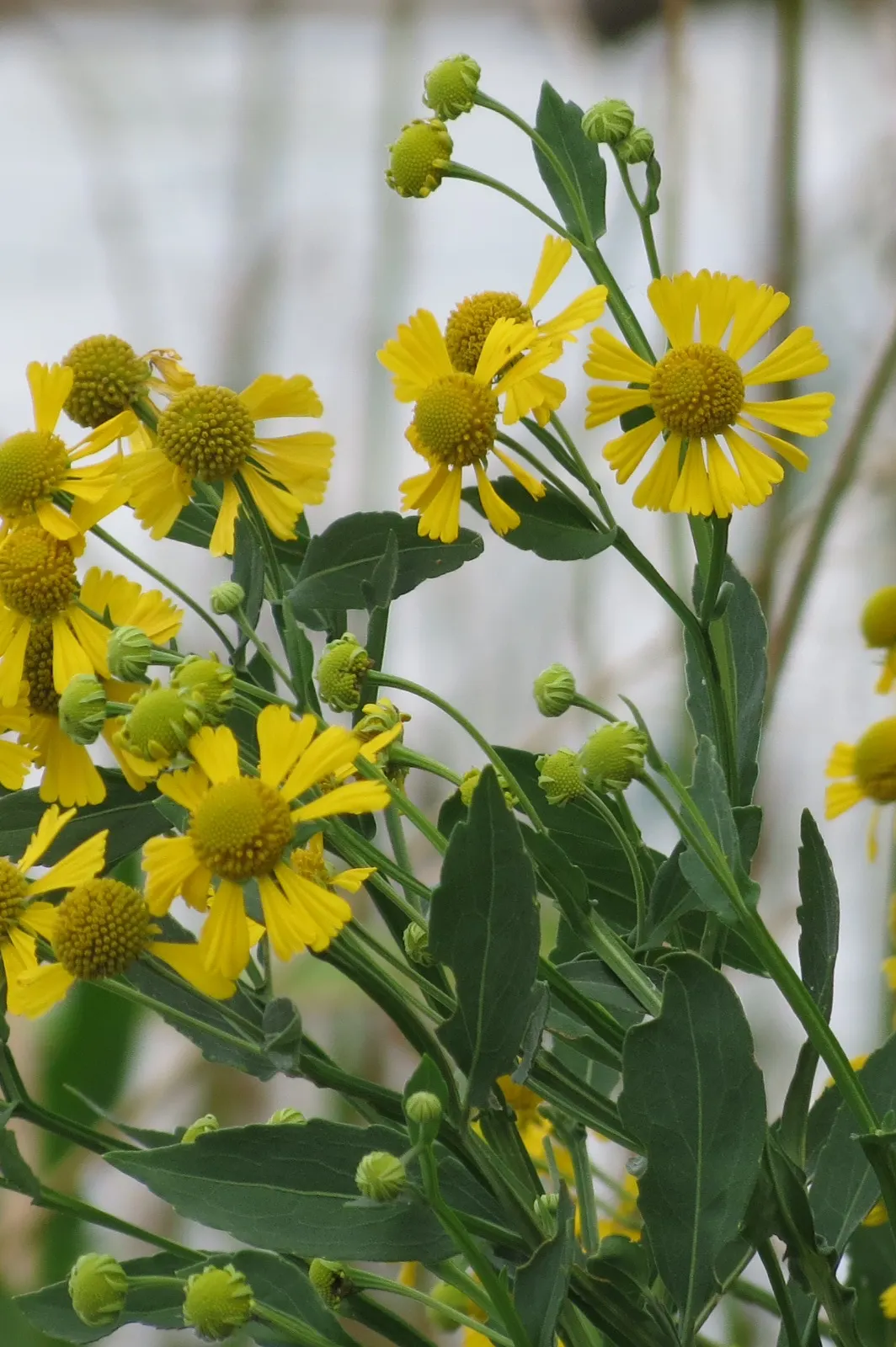 Sneezeweed (Helenium Autumnale) — The foliage provides a dark green backdrop throughout the season, complementing the showy flowers; adding dynamic, image 103