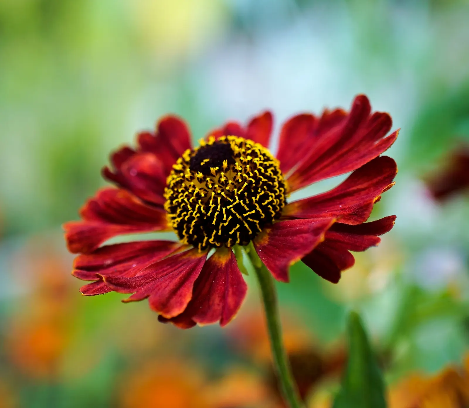 Sneezeweed (Helenium Autumnale) — The florets come in warm shades of yellow; flourishing in USDA zones 3-8, it requires moist, well-drained soil, image 129