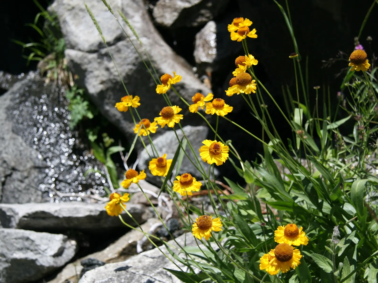 Sneezeweed (Helenium Autumnale) — perennial with yellow blooms; dome-shaped central disks surrounded by fringed petals, image 137