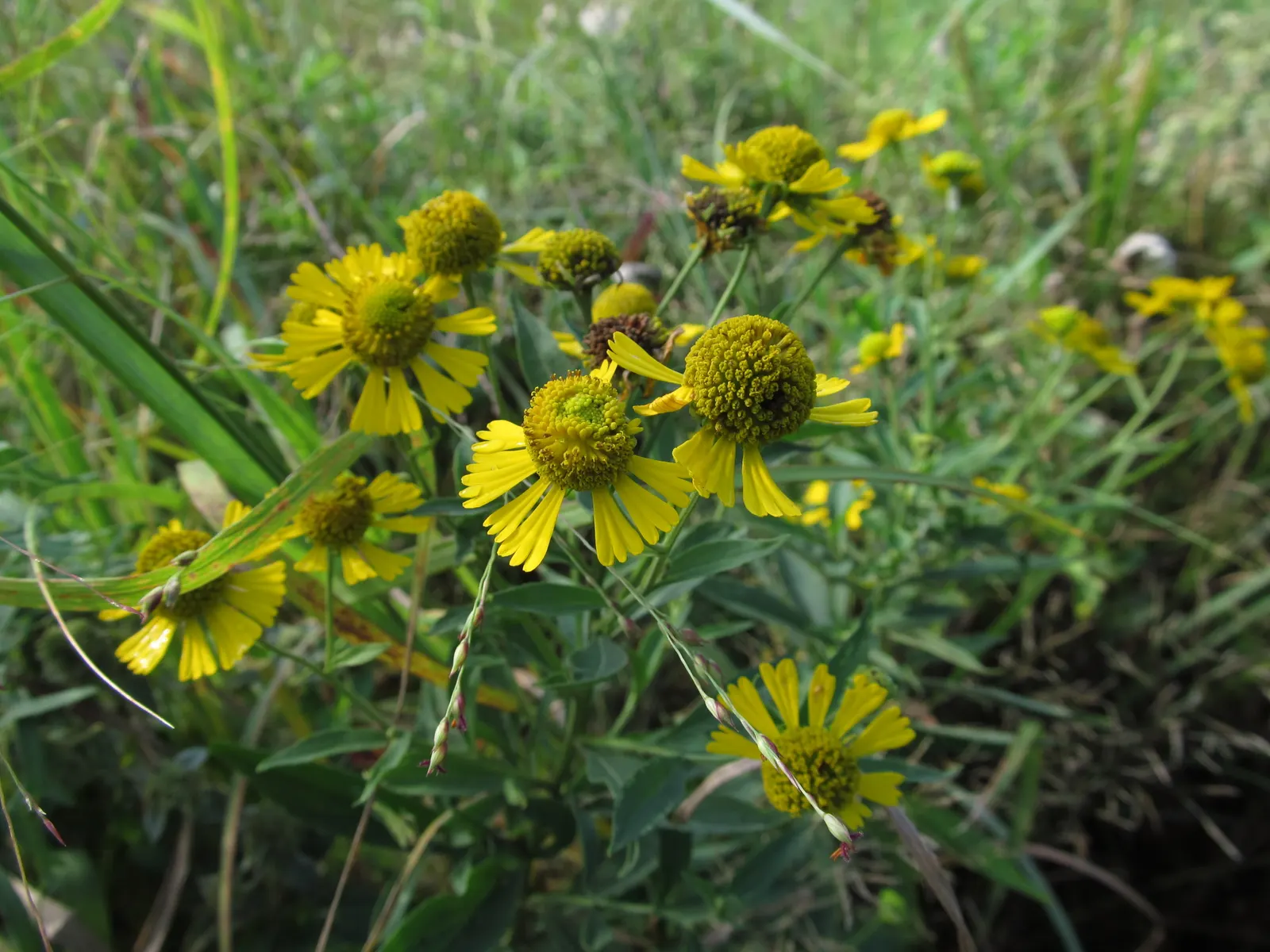 Sneezeweed (Helenium Autumnale) — commonly referred to as Helenium autumnale; perennial for full or half, image 99