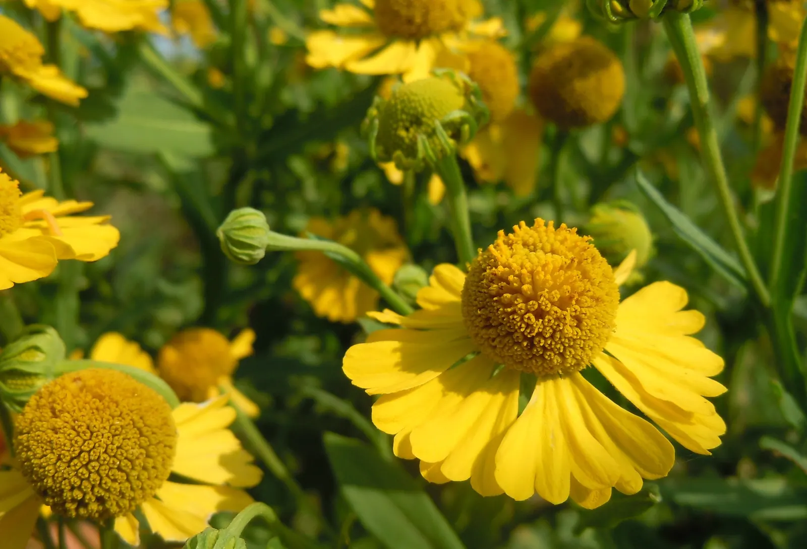 Sneezeweed (Helenium Autumnale) — adding dynamic color and wildlife interest to any garden design; this North American native typically grows, image 120