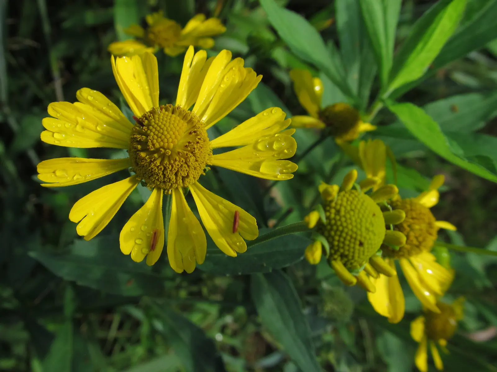 Sneezeweed (Helenium Autumnale) — plant Sneezewood in full sun areas with well-draining soil; sneezewood, Helenium autumnale, captivates with, image 86