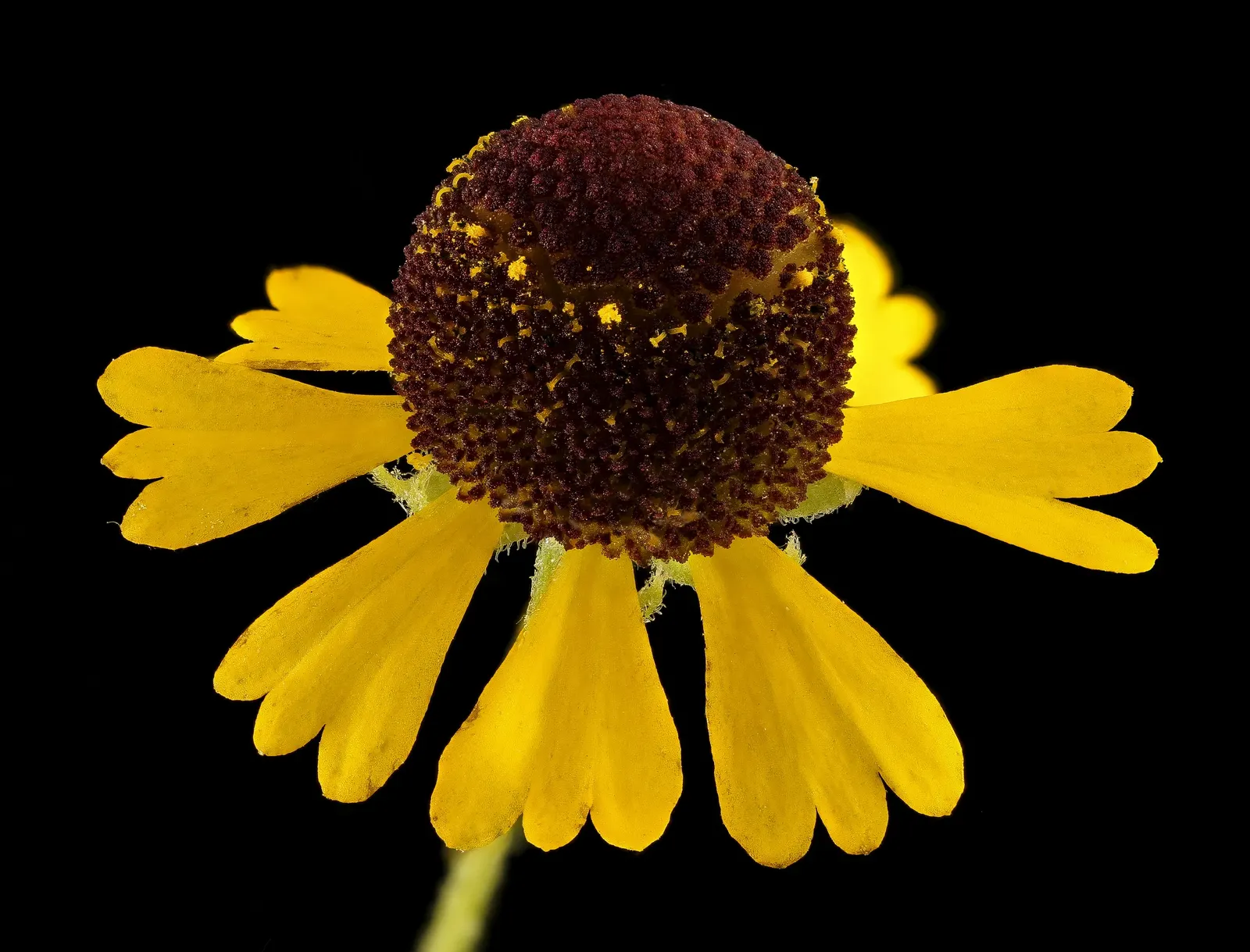 Sneezeweed (Helenium Autumnale) — Ideal for borders and naturalistic plantings; creating a fiery display from late summer into fall.<br><br>For optimal