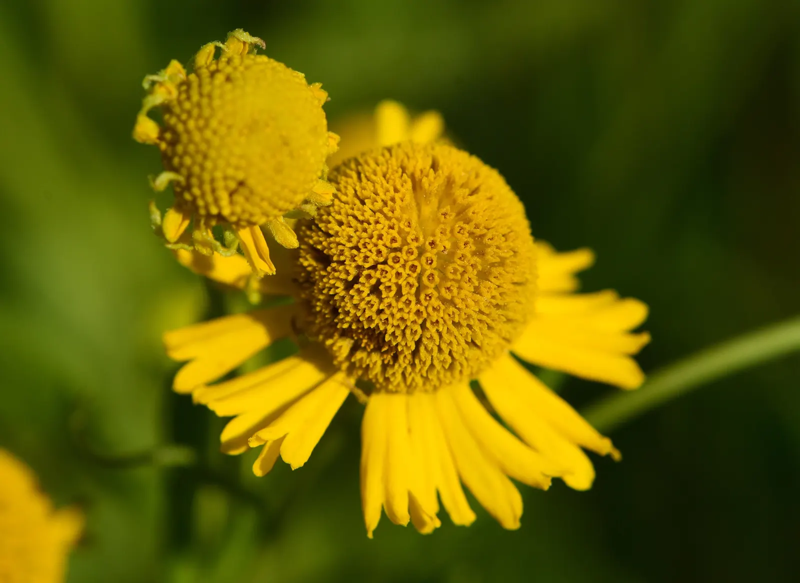 Sneezeweed (Helenium Autumnale) — Sneezewood, Helenium autumnale, captivates with vibrant yellow to red blooms, reminiscent of a fiery sunset; its, image 70