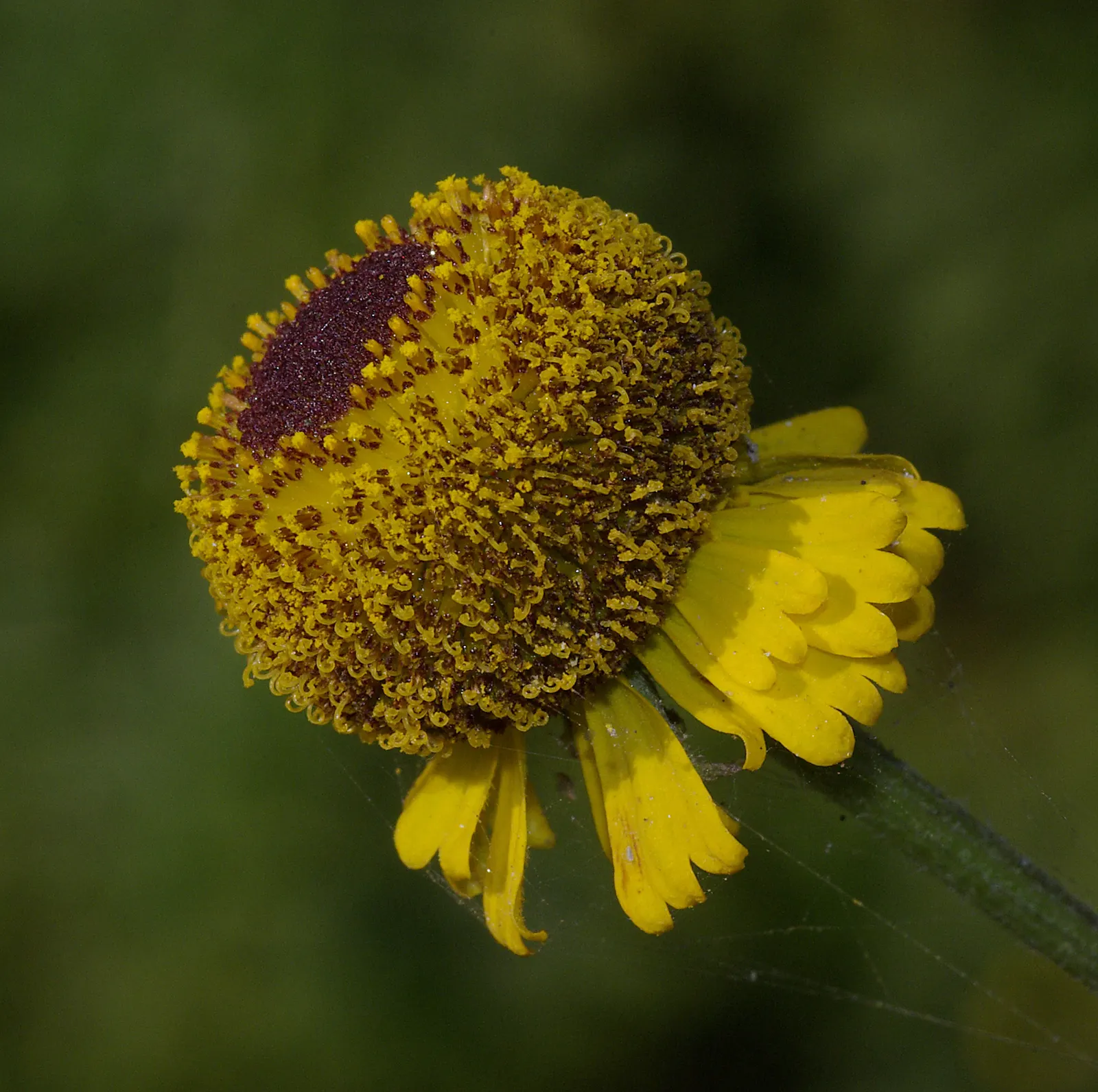 Sneezeweed (Helenium Autumnale) — is a crucial perennial that brings a burst of vivid color to any late-summer or fall landscape