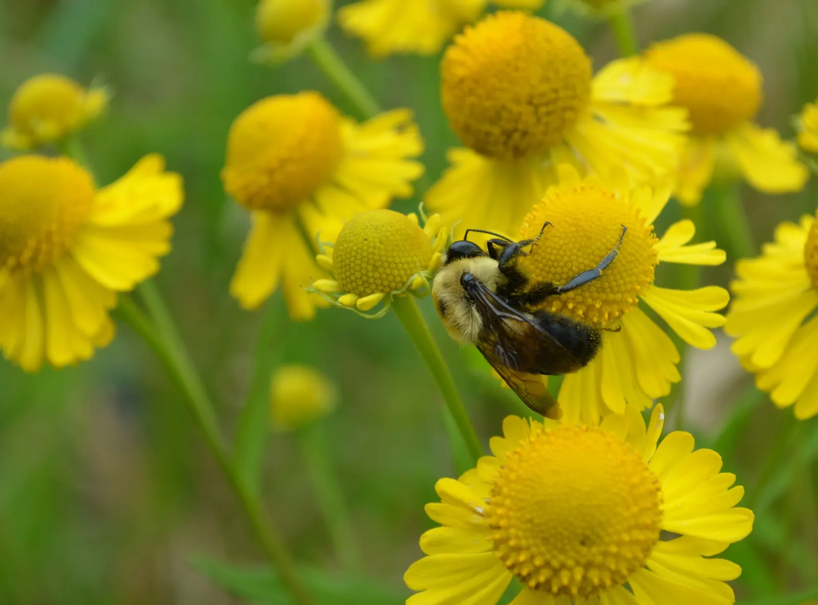 Sneezeweed (Helenium Autumnale) — perennial with yellow blooms; dome-shaped central disks surrounded by fringed petals, image 68