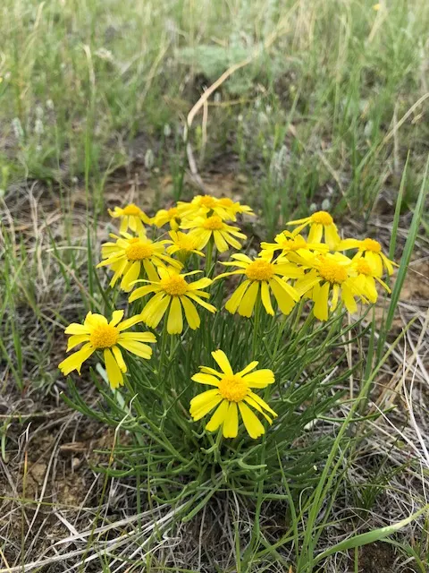 Sneezeweed (Helenium Autumnale) — The florets come in warm shades of yellow; flourishing in USDA zones 3-8, it requires moist, well-drained soil, image 106