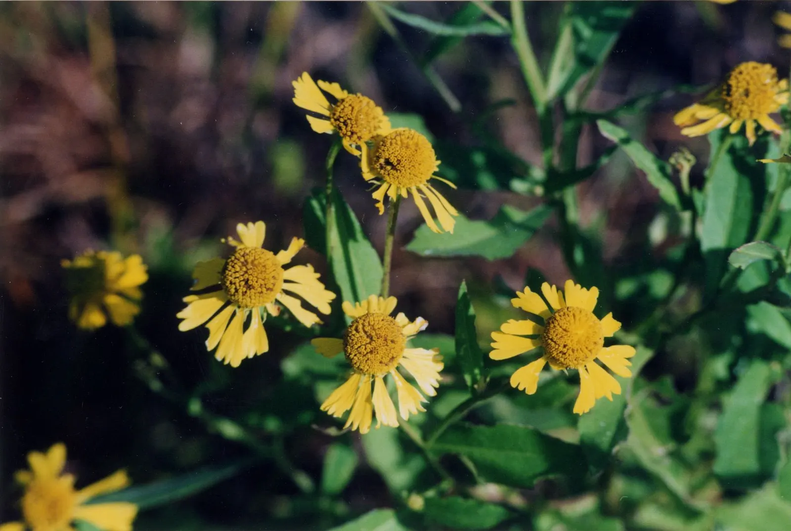 Sneezeweed (Helenium Autumnale) — yellow flowers in the garden; ideal for borders and naturalistic plantings