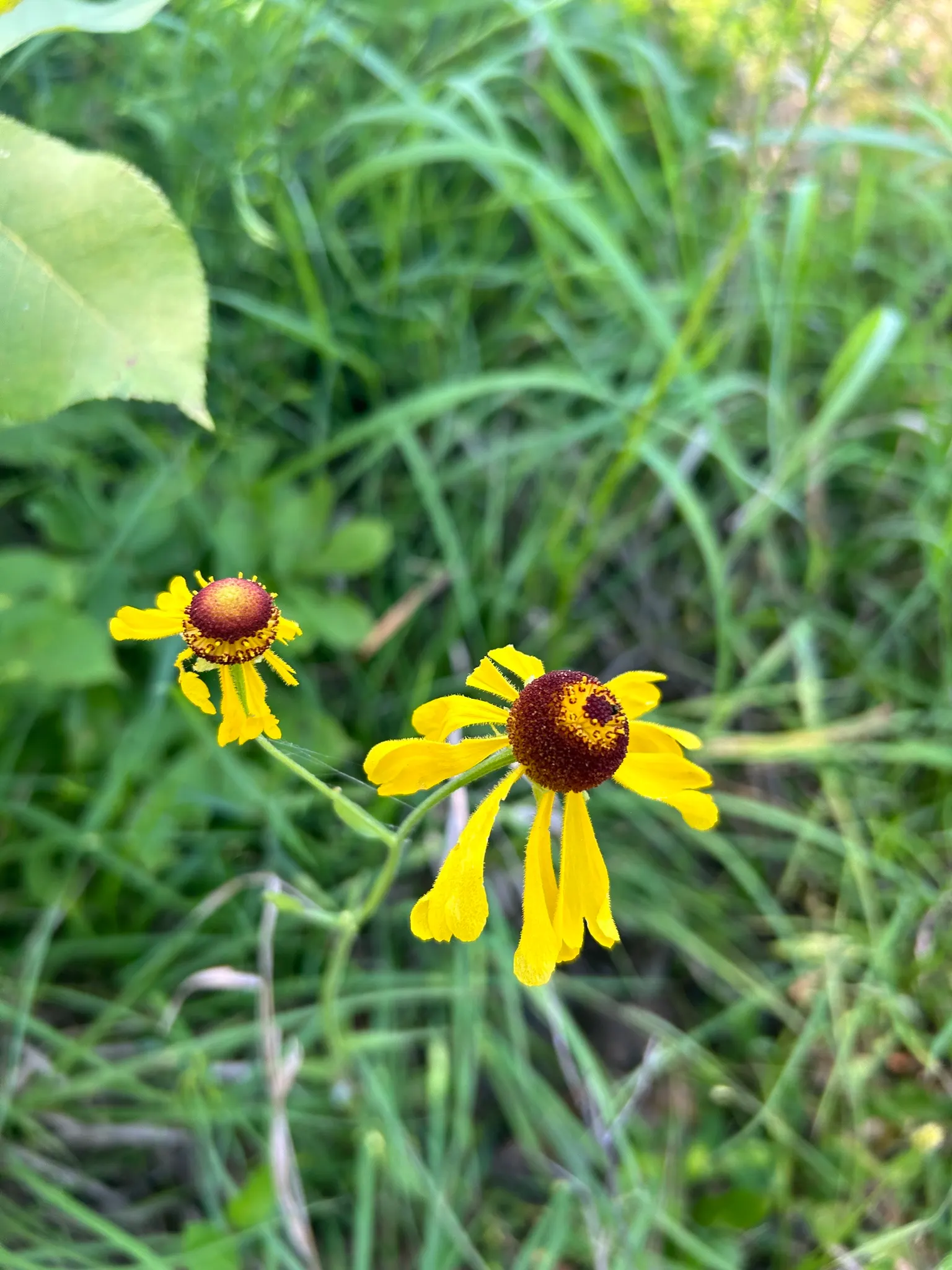 Sneezeweed (Helenium Autumnale) — Flourishing in USDA zones 3-8, it requires moist, well-drained soil