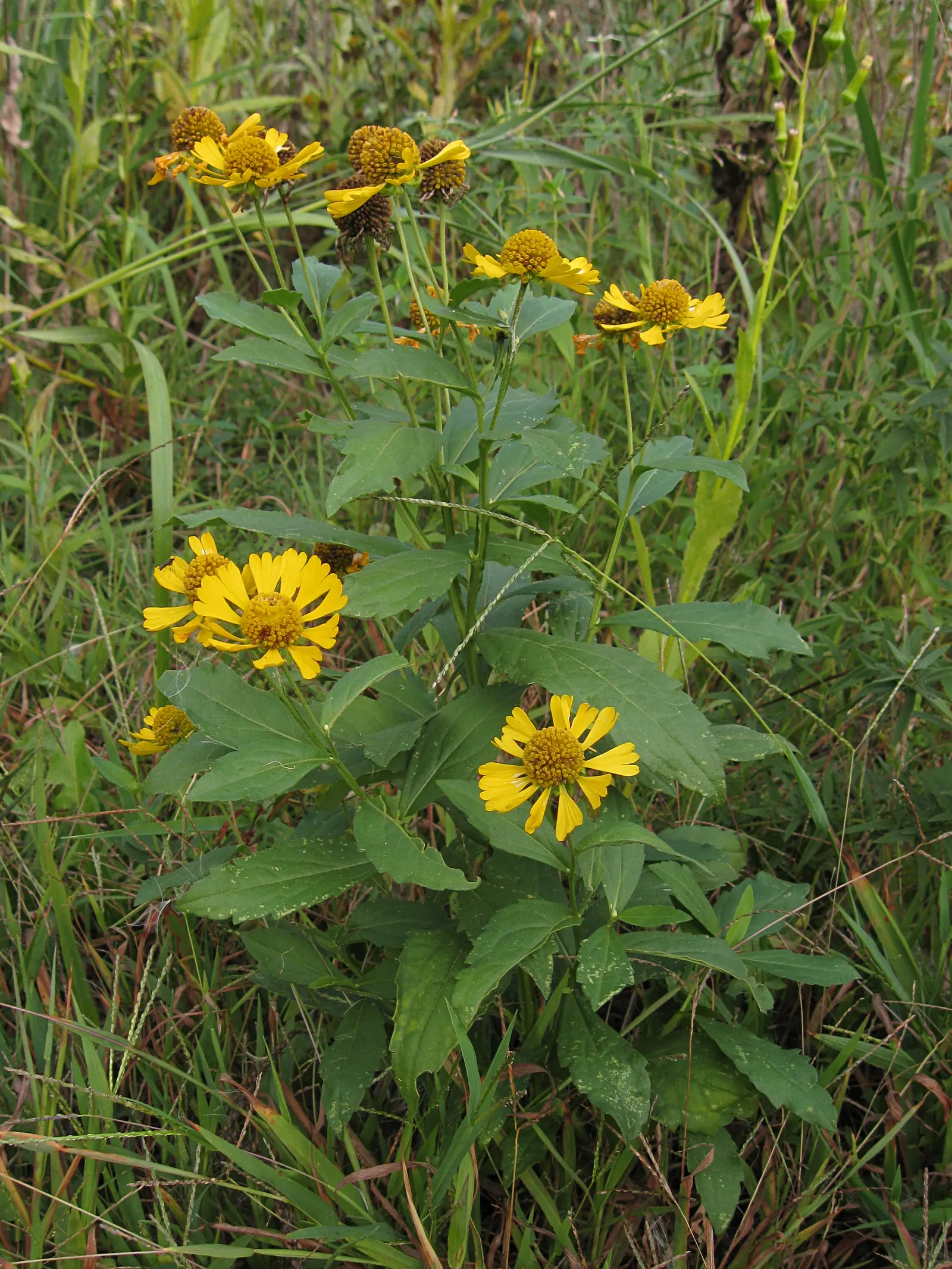 Sneezeweed (Helenium Autumnale) — adding dynamic color and wildlife interest to any garden design; this North American native typically grows, image 143