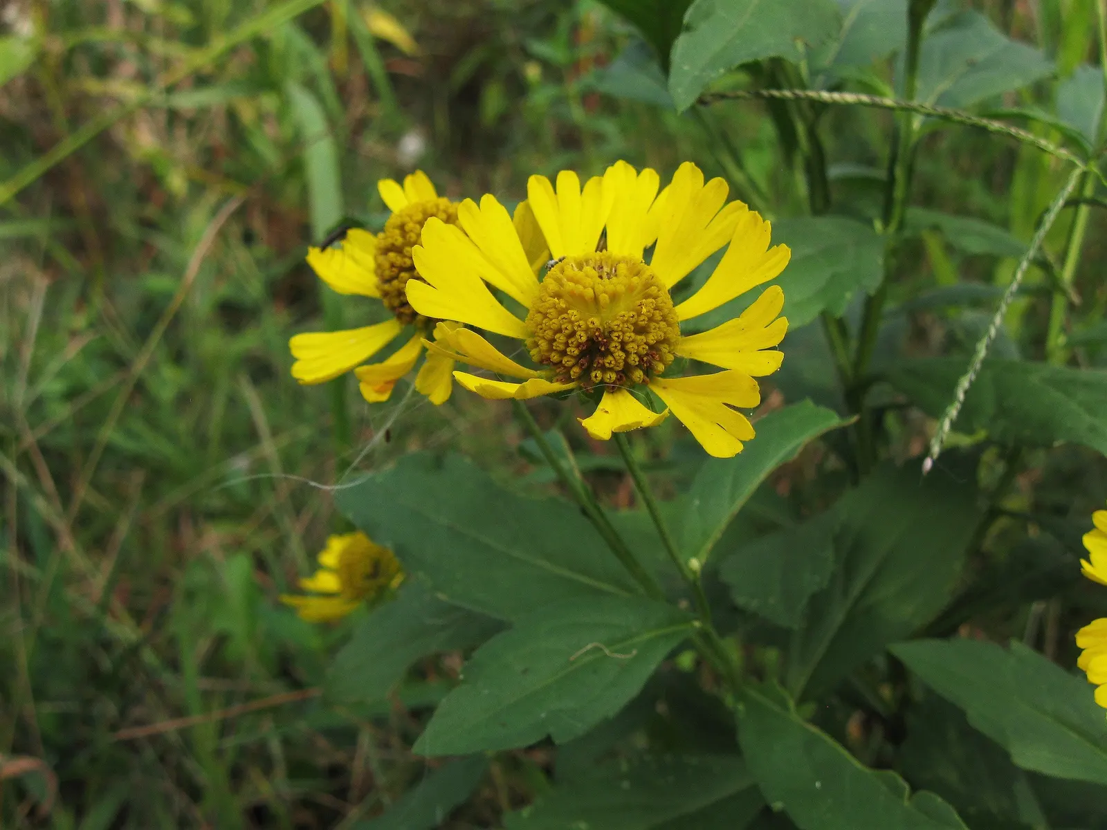 Sneezeweed (Helenium Autumnale) — perennial for full or half