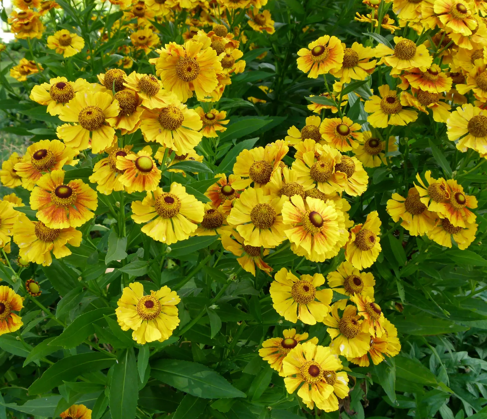 Sneezeweed (Helenium Autumnale) — perennial for full or half; to maintain its appearance and health, image 115