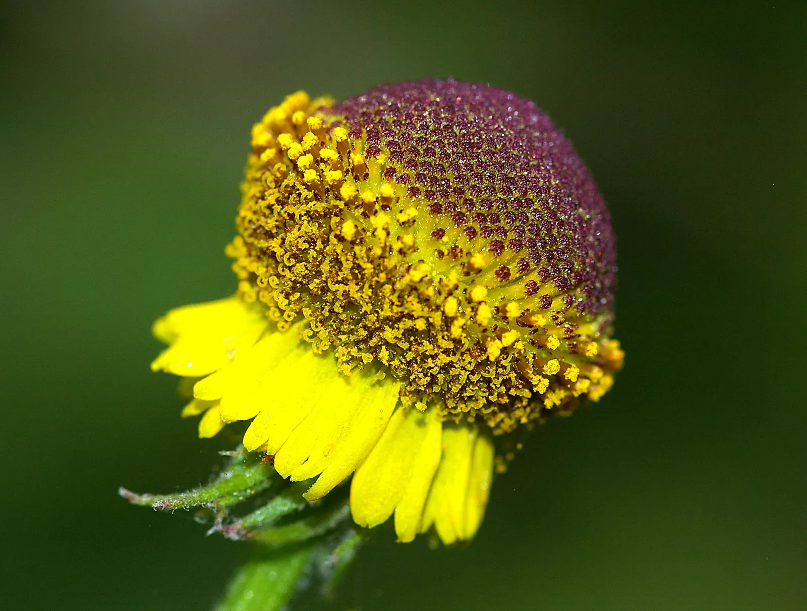Sneezeweed (Helenium Autumnale) — plant Sneezewood in full sun areas with well-draining soil