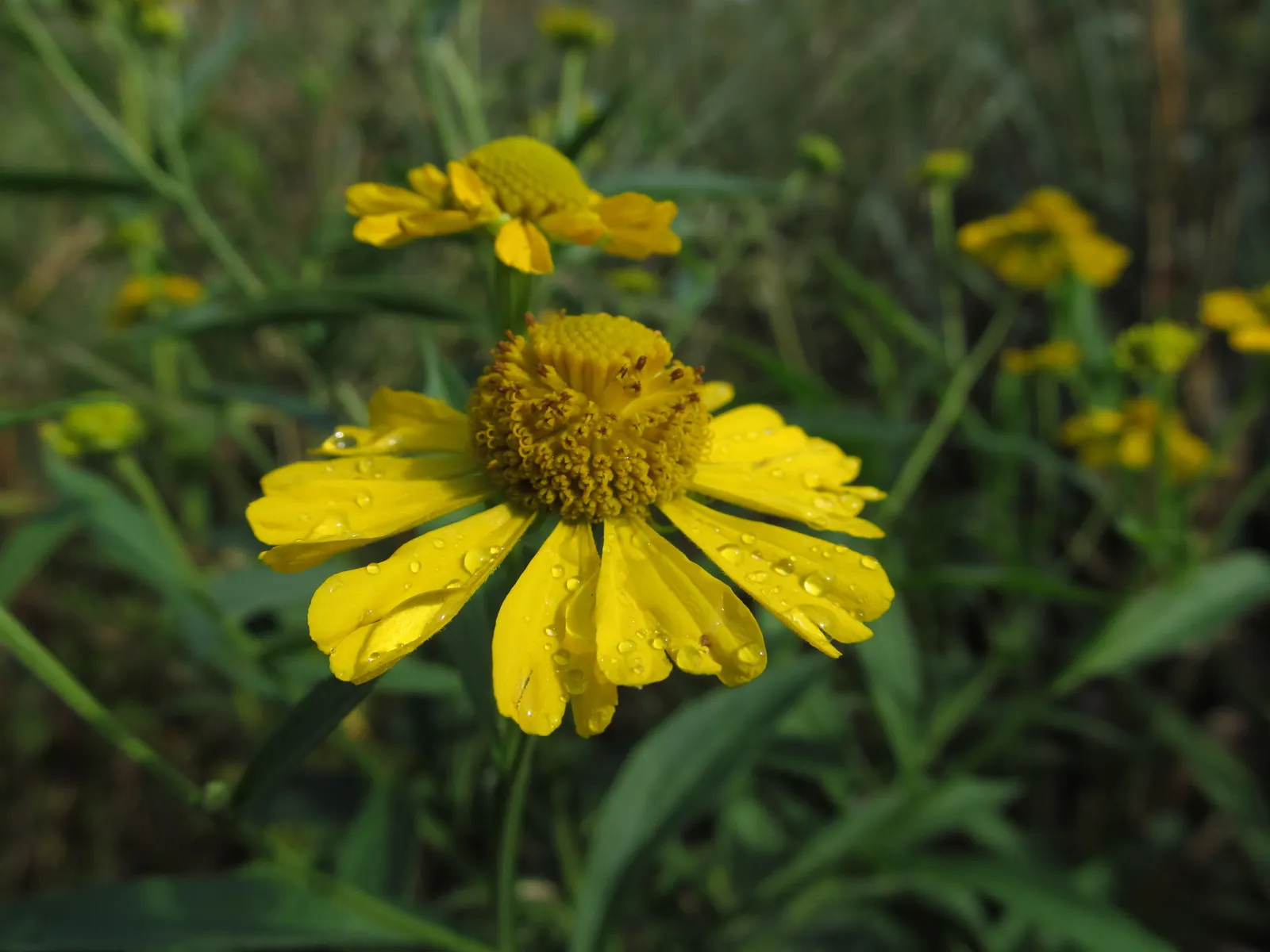 Sneezeweed (Helenium Autumnale) — This herbaceous perennial thrives in full sun, reaching 3-5 feet in height, with a 2-3 feet spread; the foliage, image 94