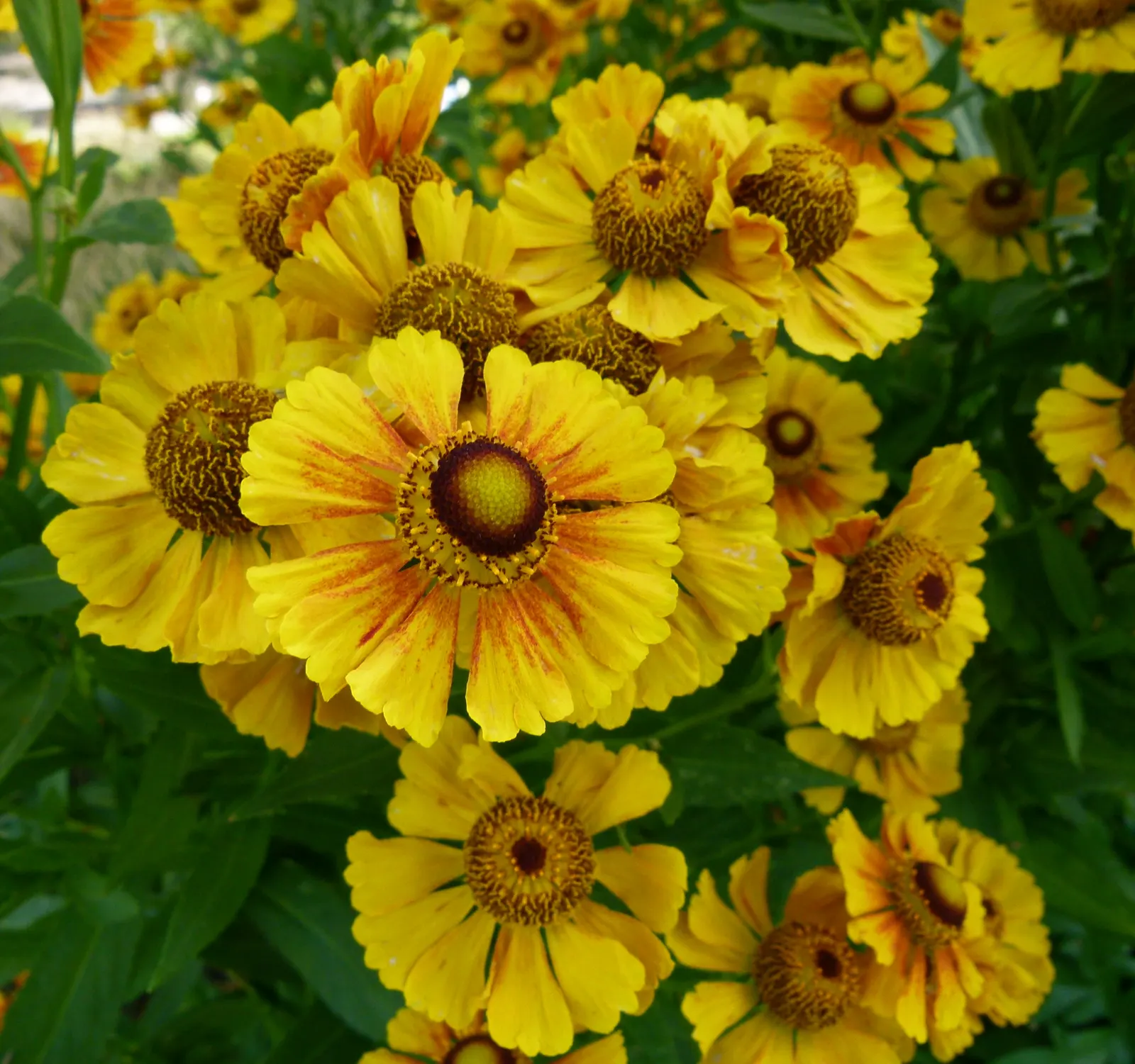 Sneezeweed (Helenium Autumnale) — Helenium's daisy-like blooms are distinguished by their prominent, image 127