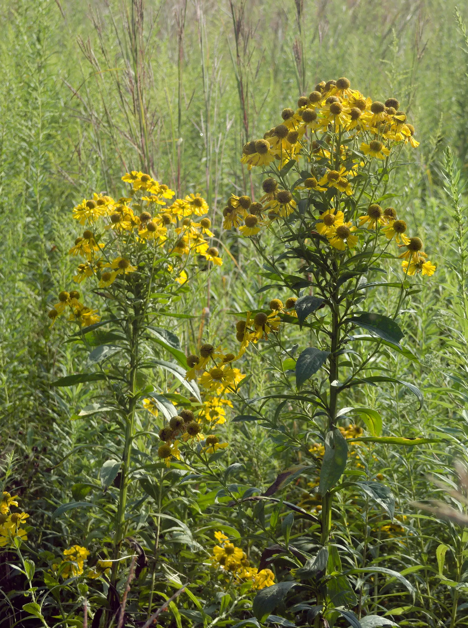 Sneezeweed (Helenium Autumnale) — commonly referred to as Helenium autumnale; perennial for full or half, image 76