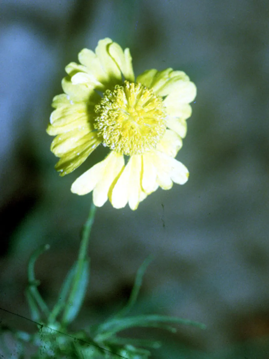 Sneezeweed (Helenium Autumnale) — adding dynamic color and wildlife interest to any garden design; this North American native typically grows, image 51