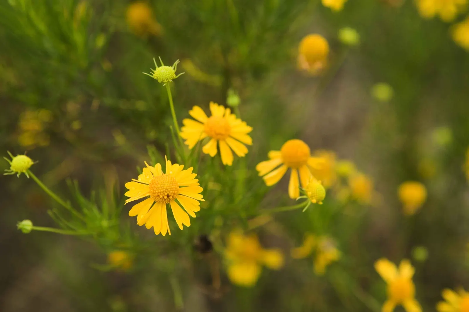 Sneezeweed (Helenium Autumnale) — Its late summer to fall flowers attract pollinators; this herbaceous perennial thrives in full sun, reaching 3-5, image 50