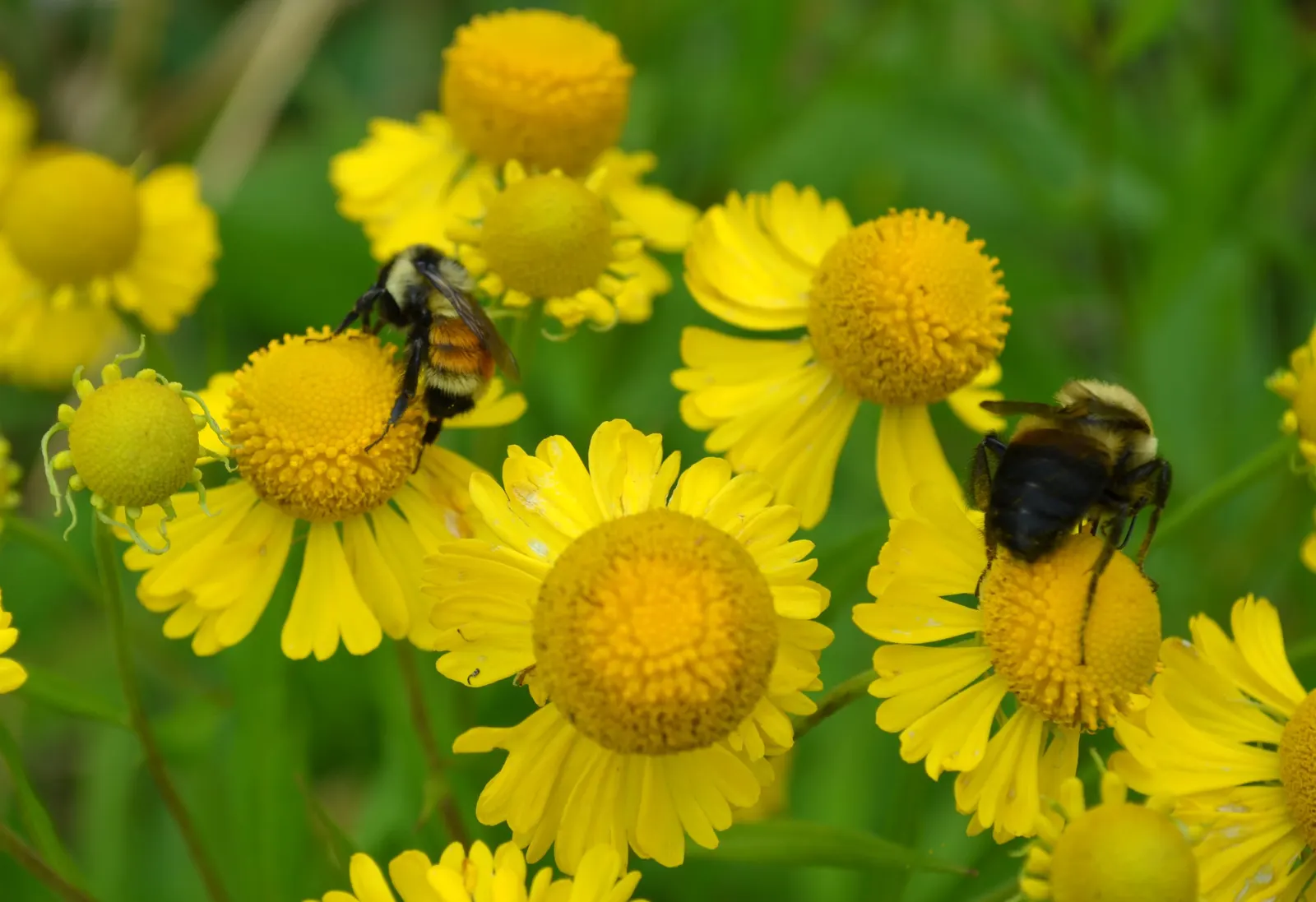 Sneezeweed (Helenium Autumnale) — especially during dry spells; spanning about 1 to 2 inches across, image 134