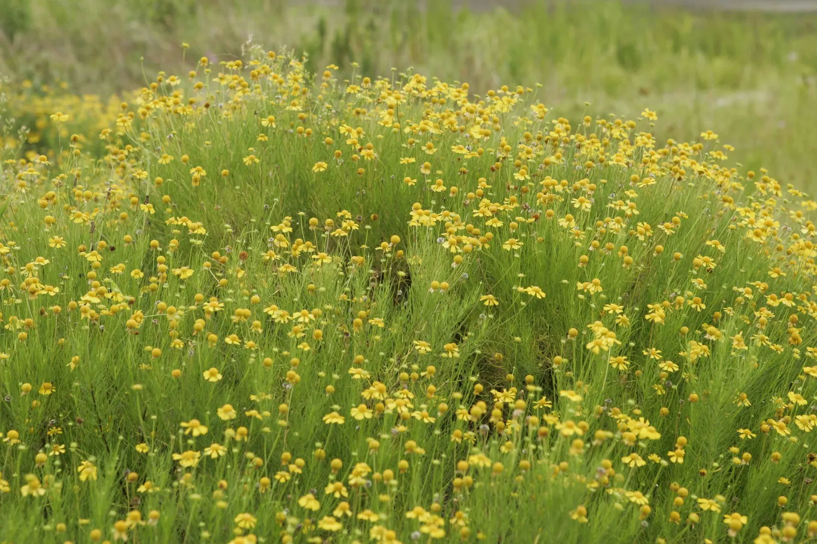 Sneezeweed (Helenium Autumnale) — commonly referred to as Helenium autumnale; perennial for full or half, image 145