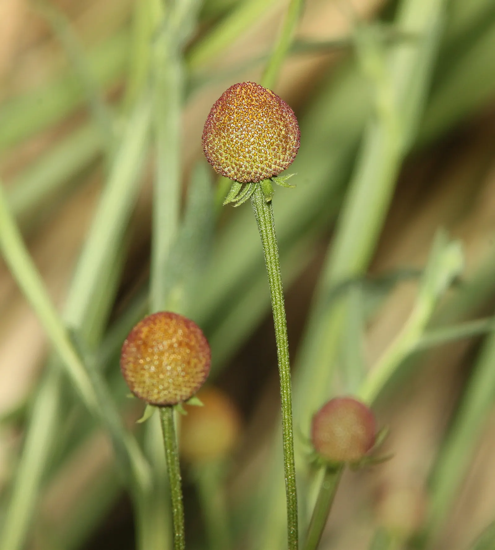 Sneezeweed (Helenium Autumnale) — dome-shaped central disks surrounded by fringed petals; especially during dry spells