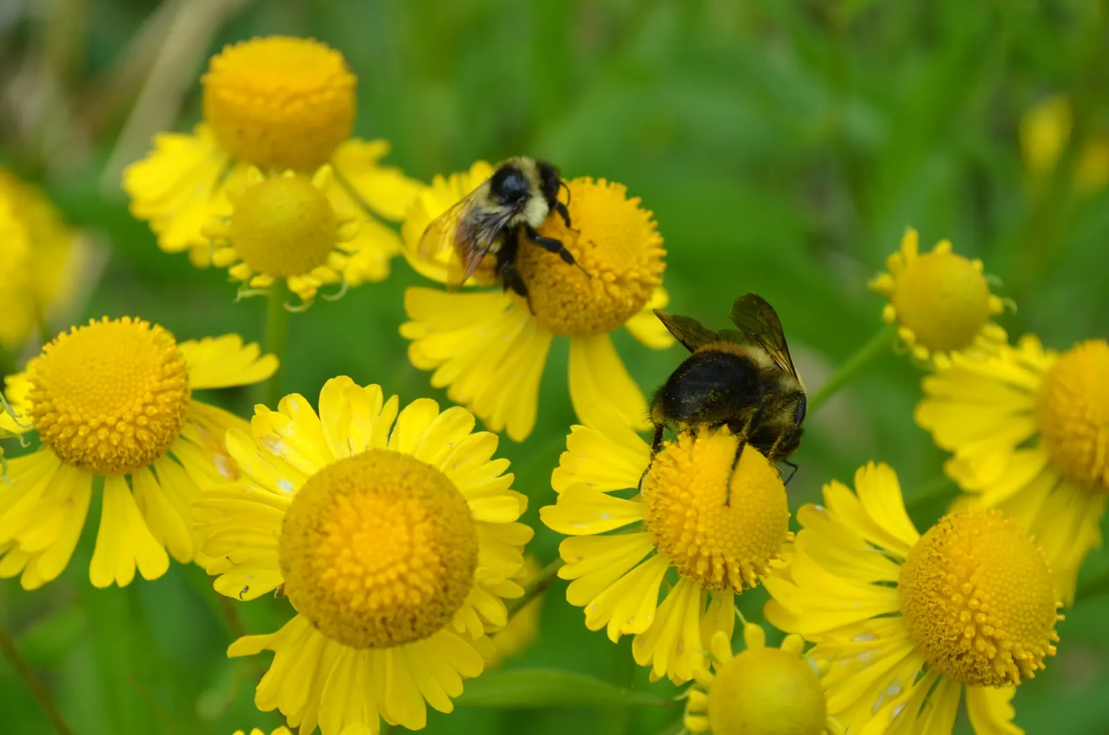 Sneezeweed (Helenium Autumnale) — is a crucial perennial that brings a burst of vivid color to any late-summer or fall landscape; commonly referred, image 77