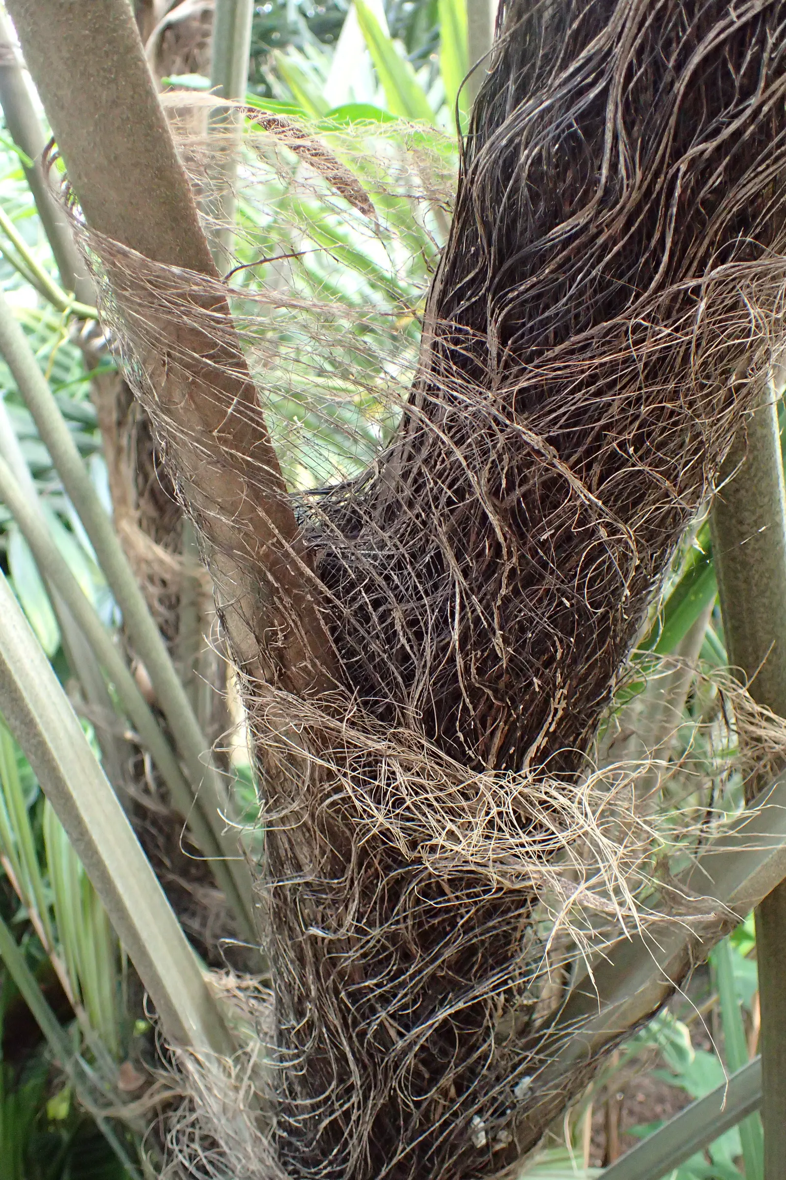 Formosa Sugar Palm, Feather Plant (Arenga Engleri) — It prefers partial shade to full sun and requires well-draining soil; reaching up to 10-20, image 50