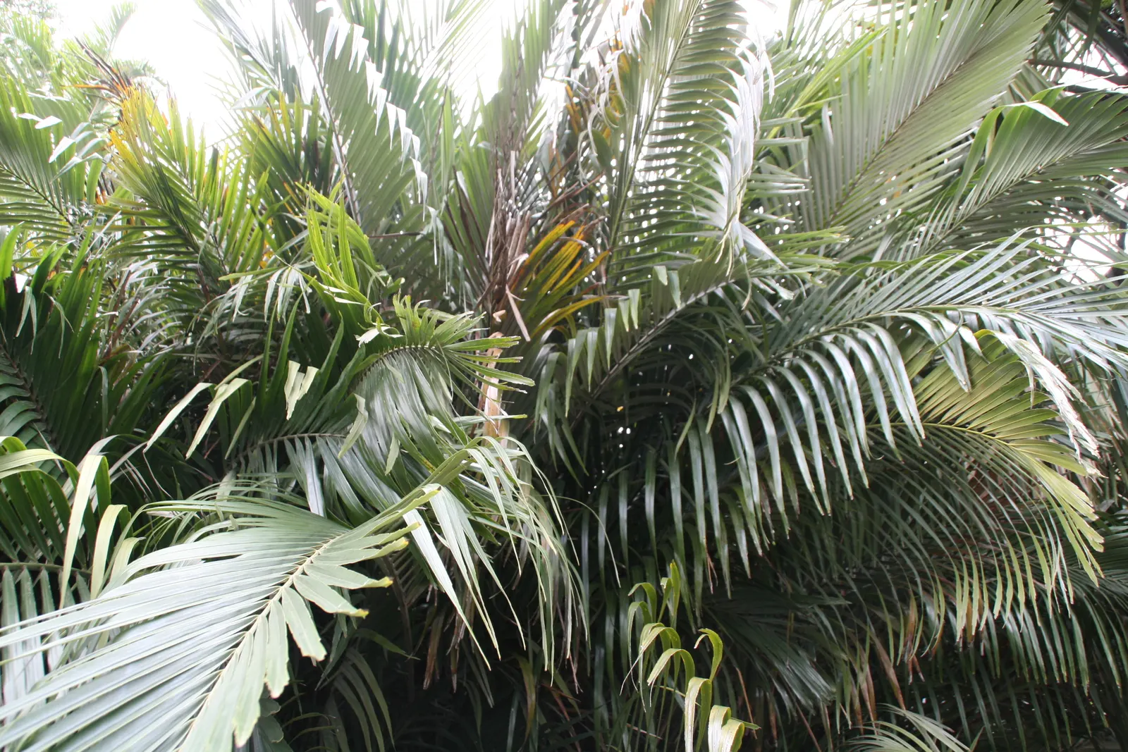 Formosa Sugar Palm, Feather Plant (Arenga Engleri) — take note that it may produce suckers